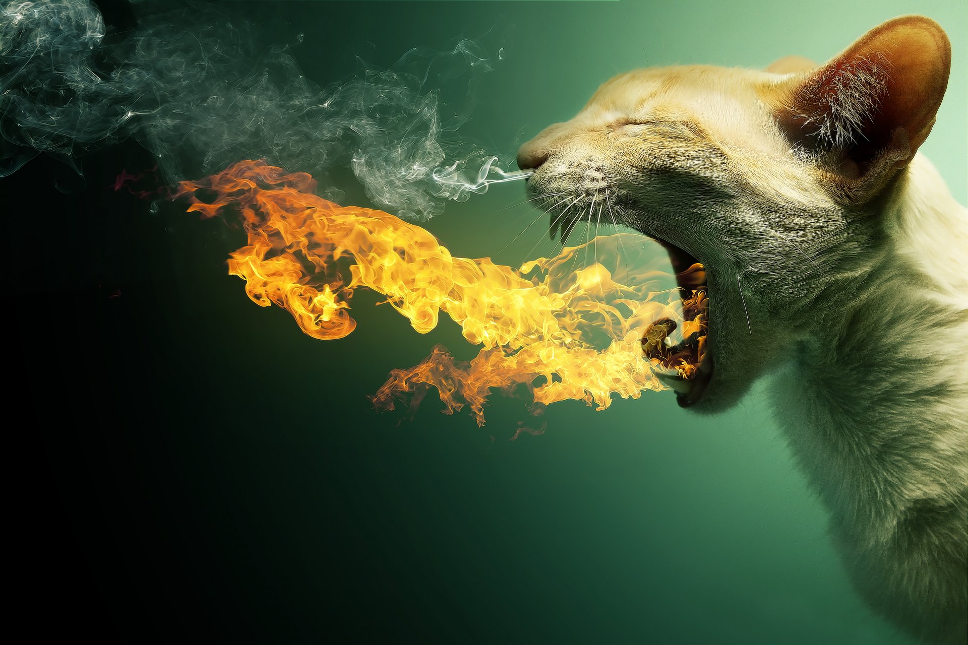 cat fire smoke. steam teeth cat blazing mouth