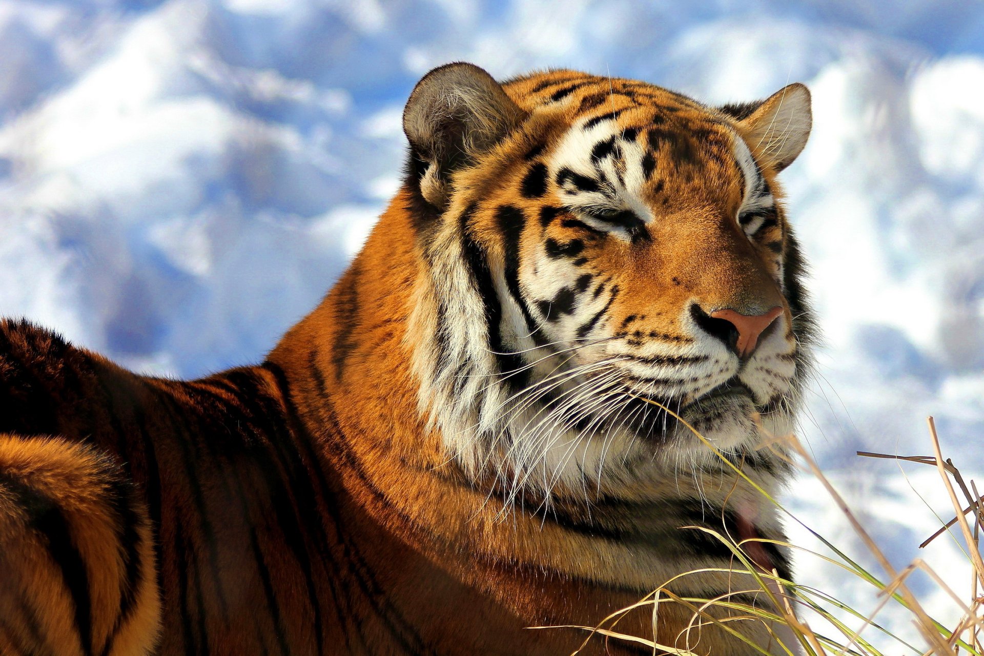 tigre amour museau heureux se trouve se réchauffe neige