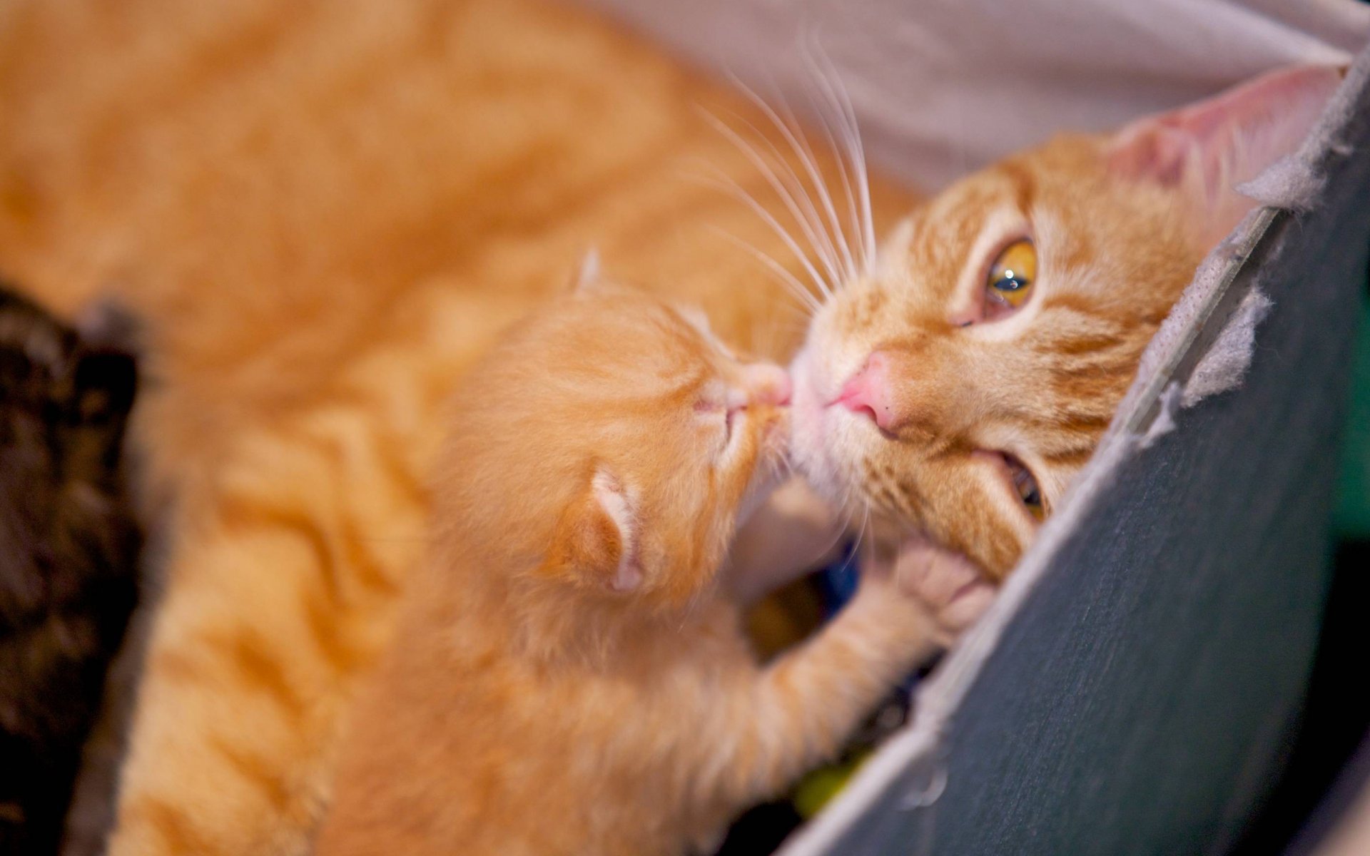 red cat kitten love the weasel cute is box