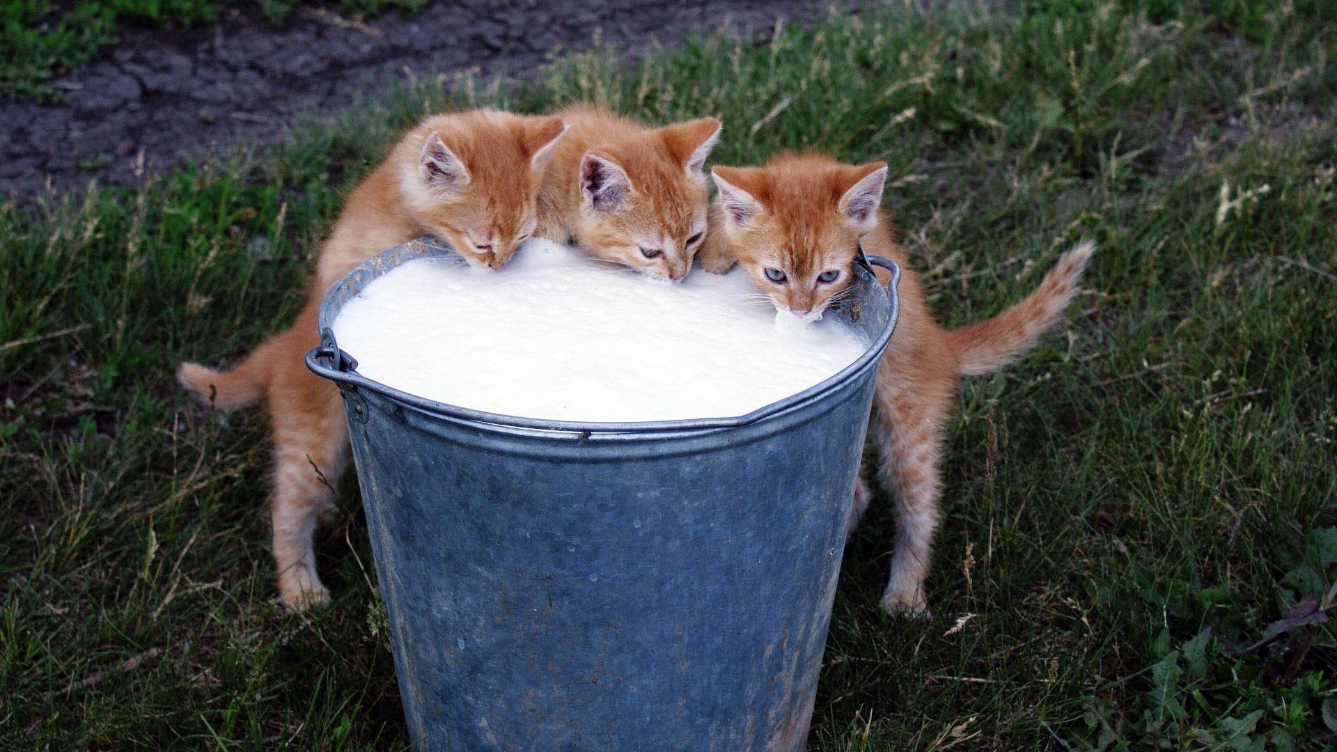 fondo hierba gatitos rojo color trío cubo vapor leche espuma espuma delicioso comida miau