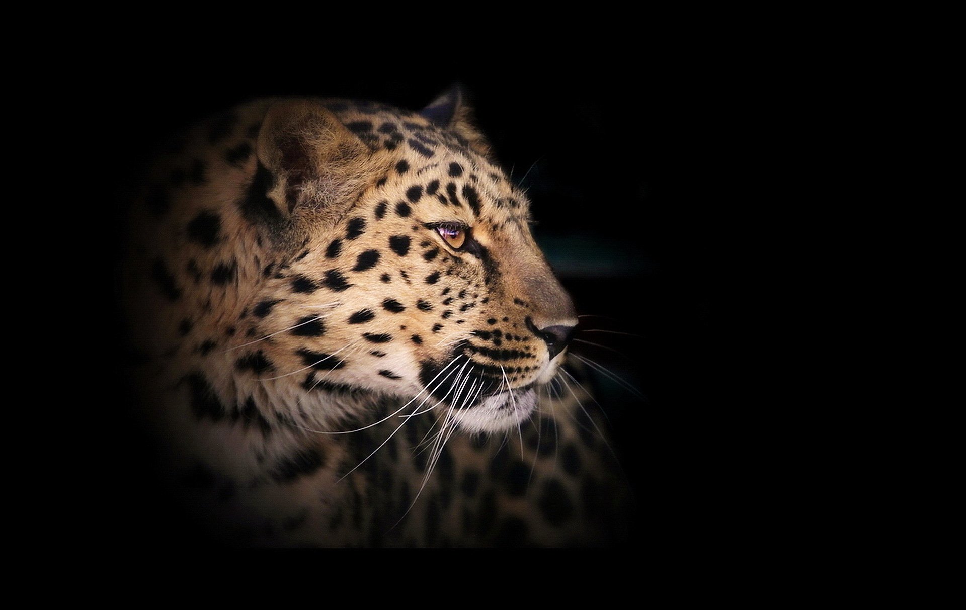 leopard wild cat