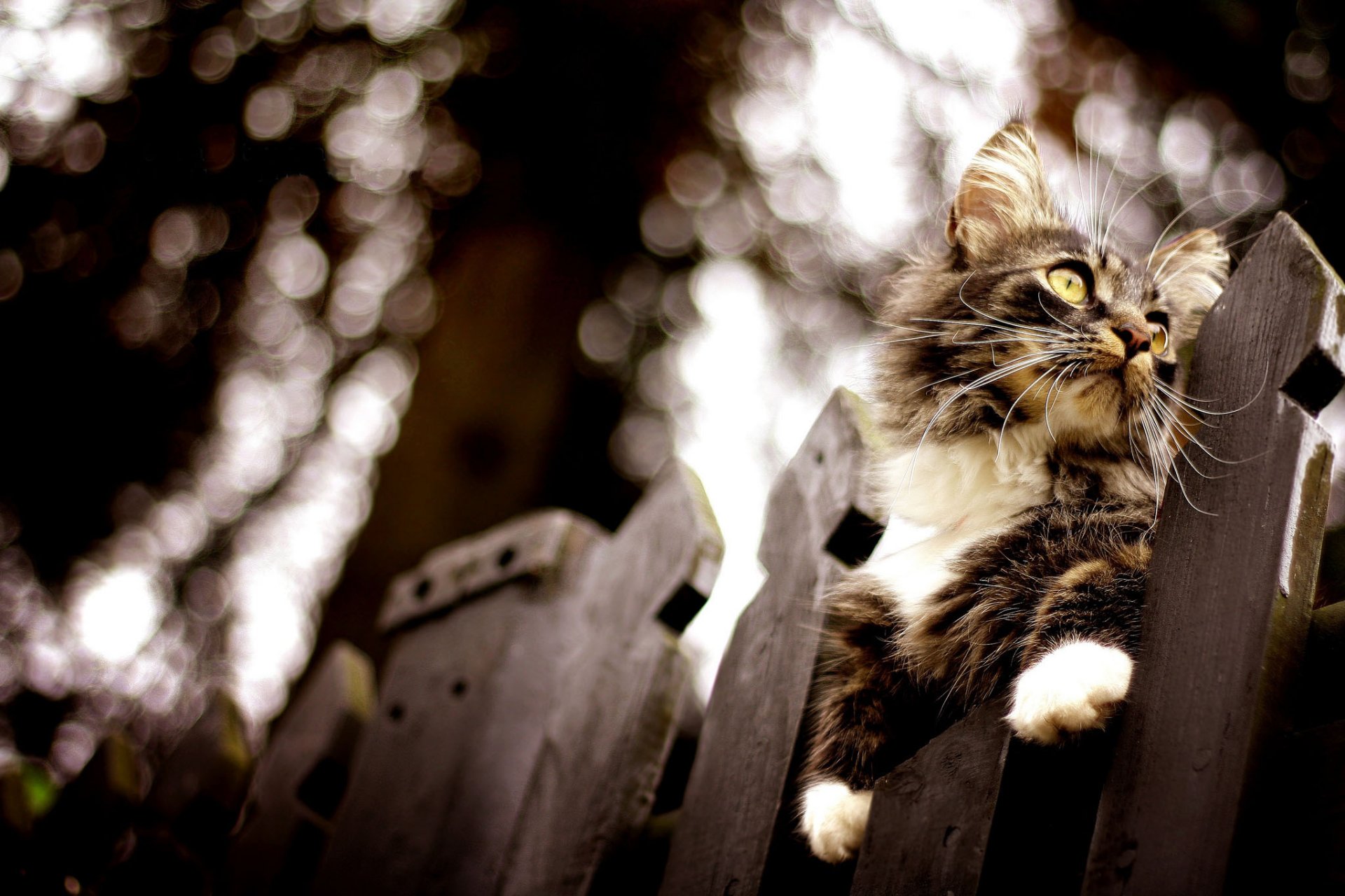 cat fence bokeh blur