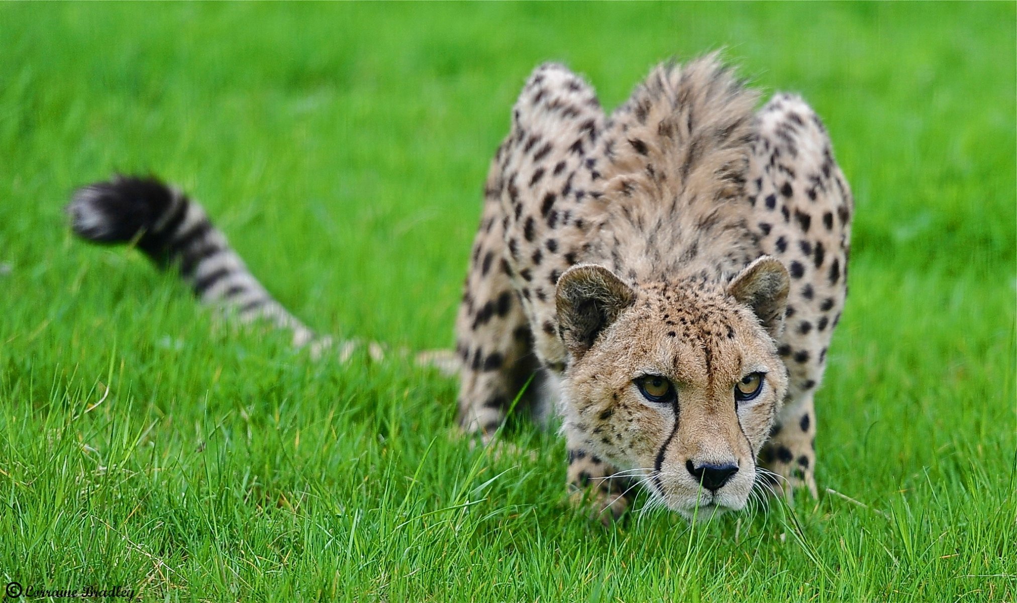 cheetah grass steals predator