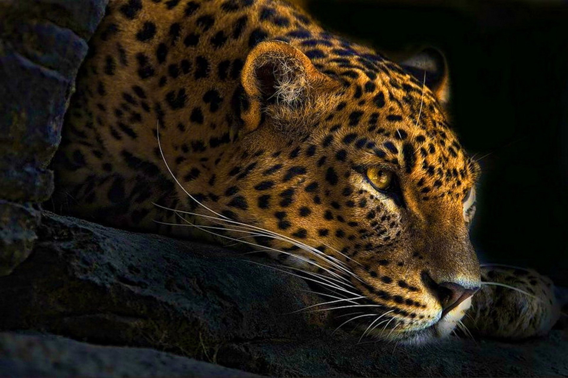 leopard liegt schnauze schnurrbart pfote blick