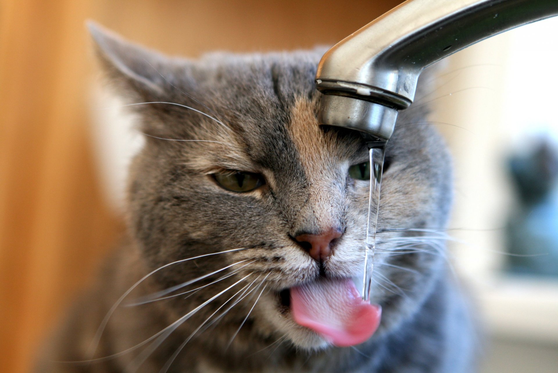 wasserhahn wasser fließt die katze stillt ihren durst