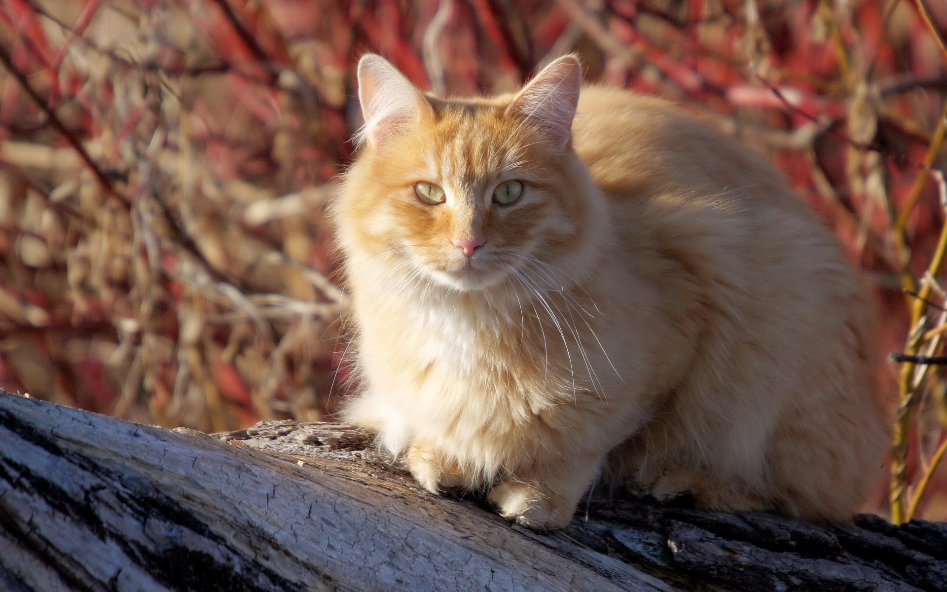 cat summer nature