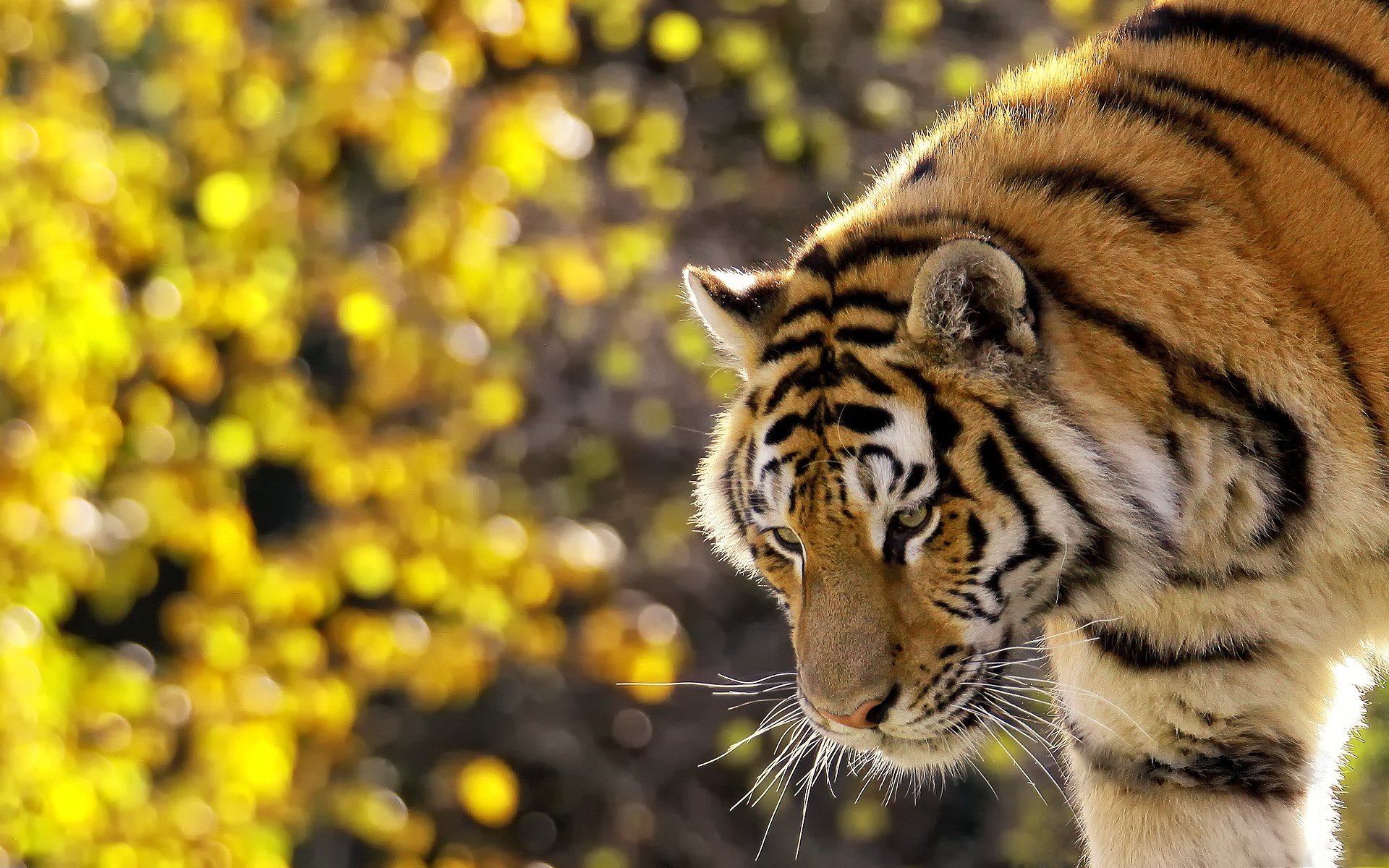 tigre rayé museau moustache debout regarder