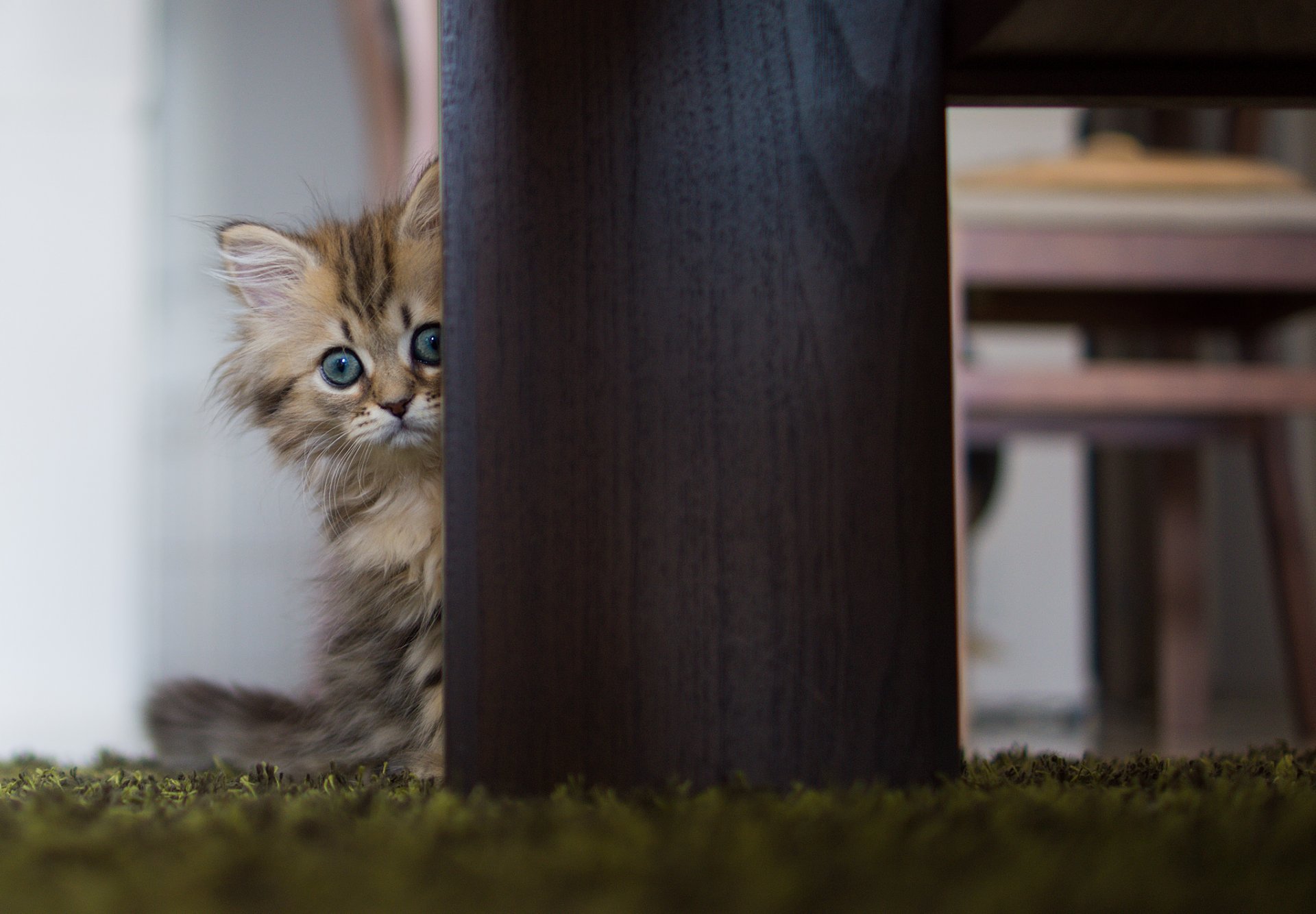 chat marguerite table © ben torode