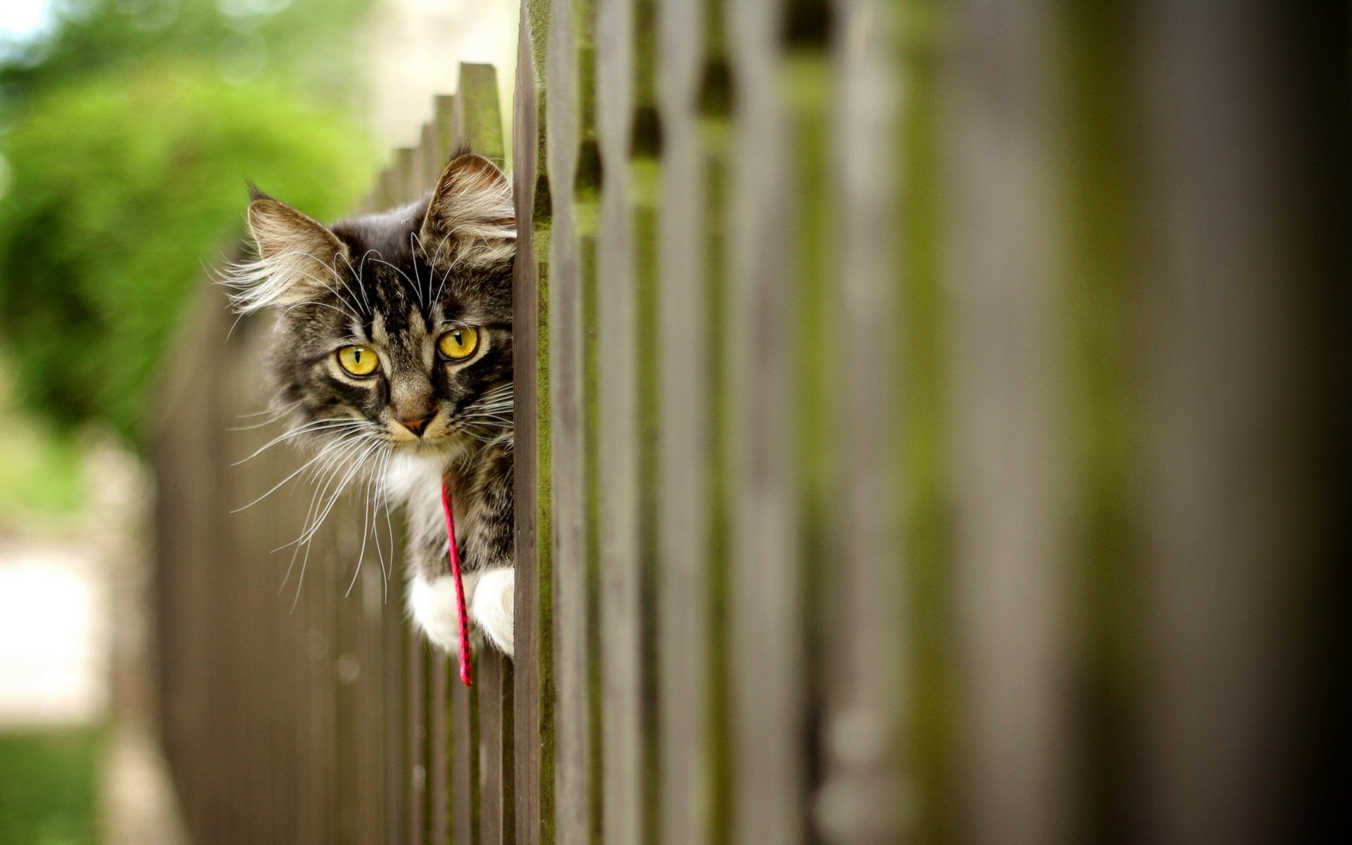 cat fence background