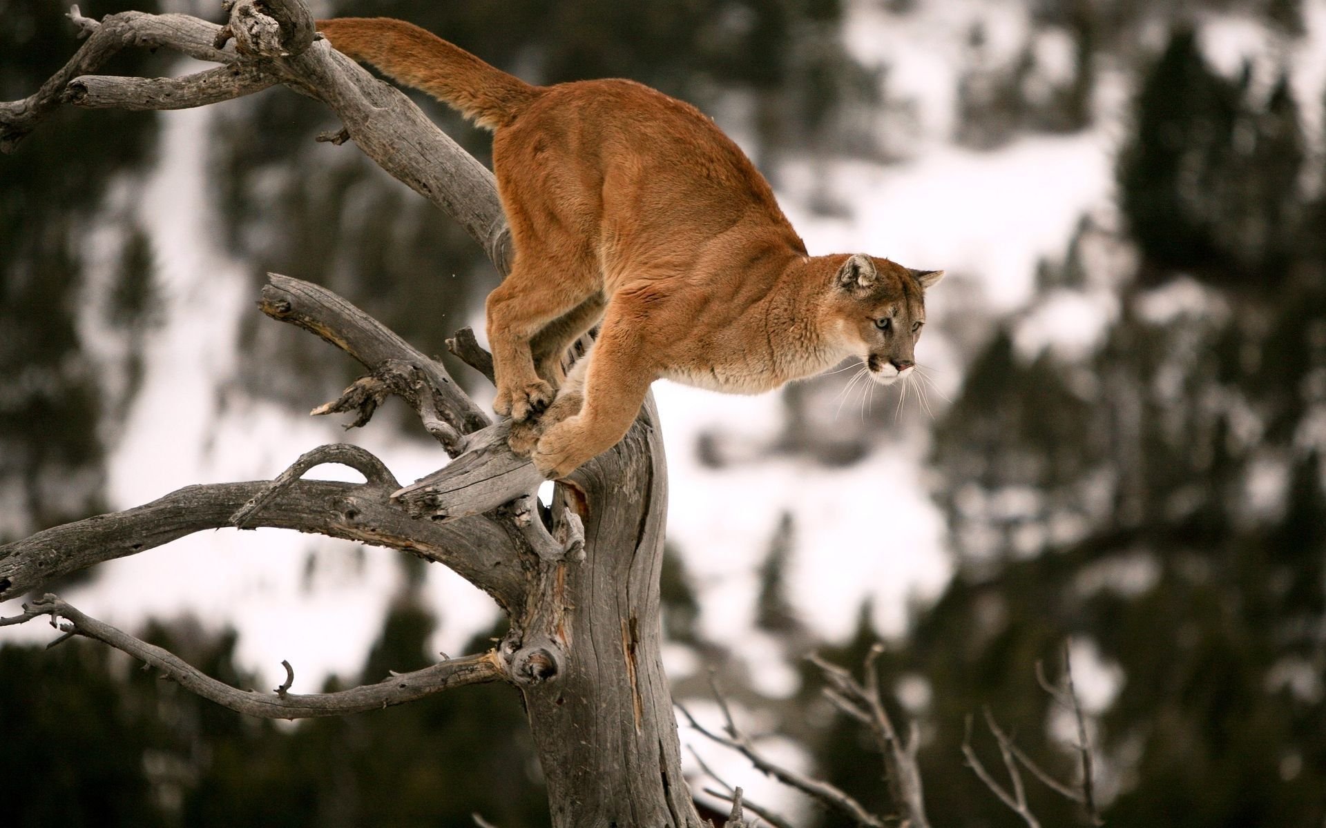 puma predator jump tree