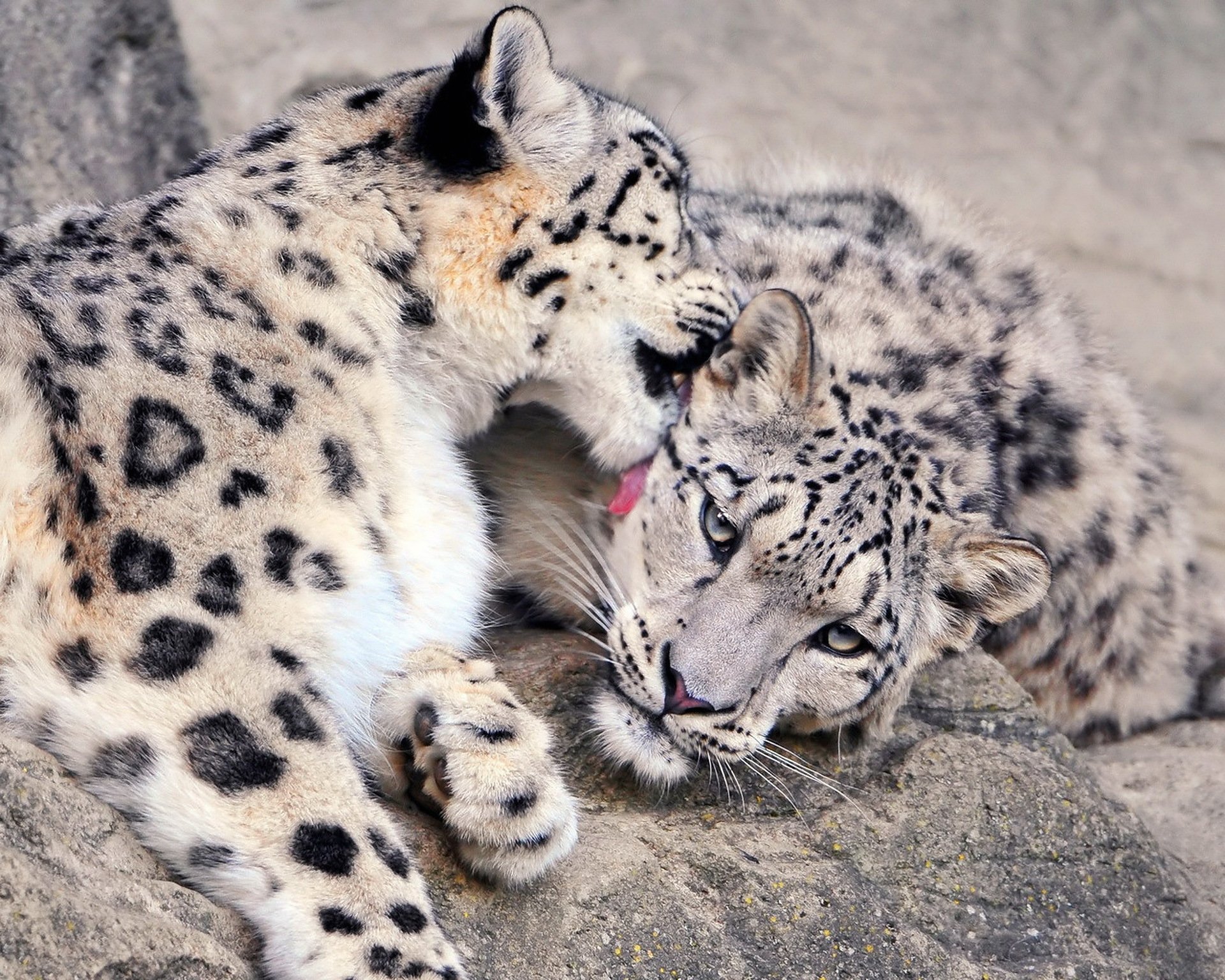 now leopard snow leopard weasel couple gaze stone