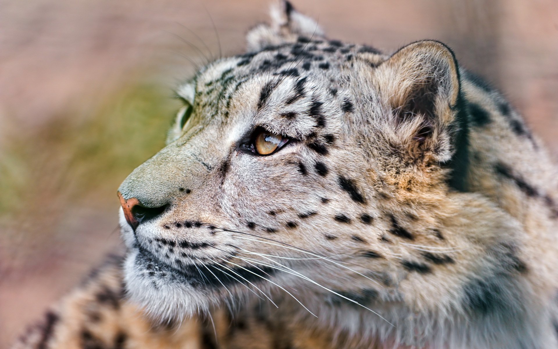 now leopard snow leopard muzzle mustache looks up