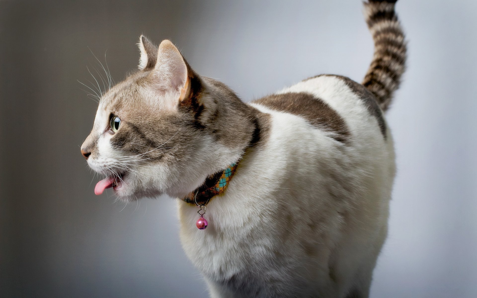 chat maison fond