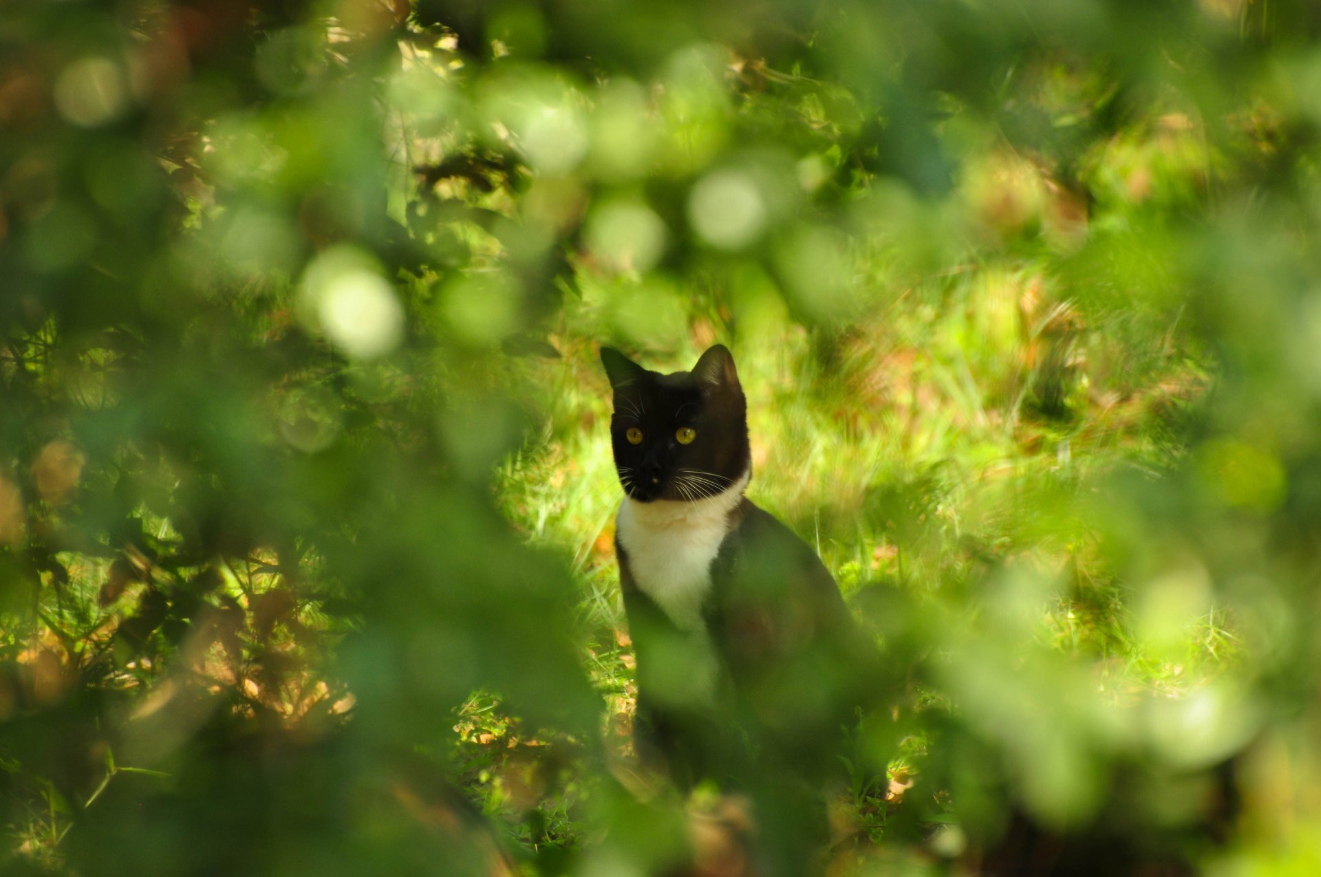 кот кошка котэ кусты блики боке розмытость лето