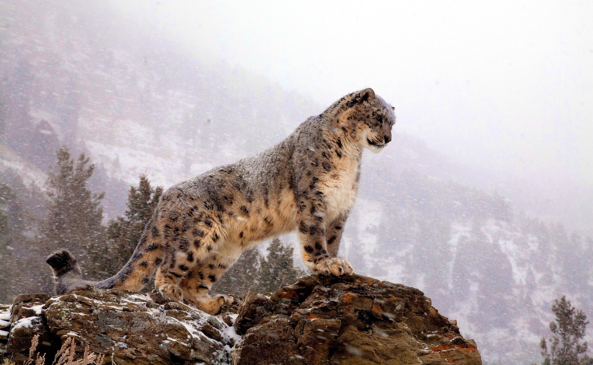 schneeleopard irbis steht schaut felsen berge schneesturm