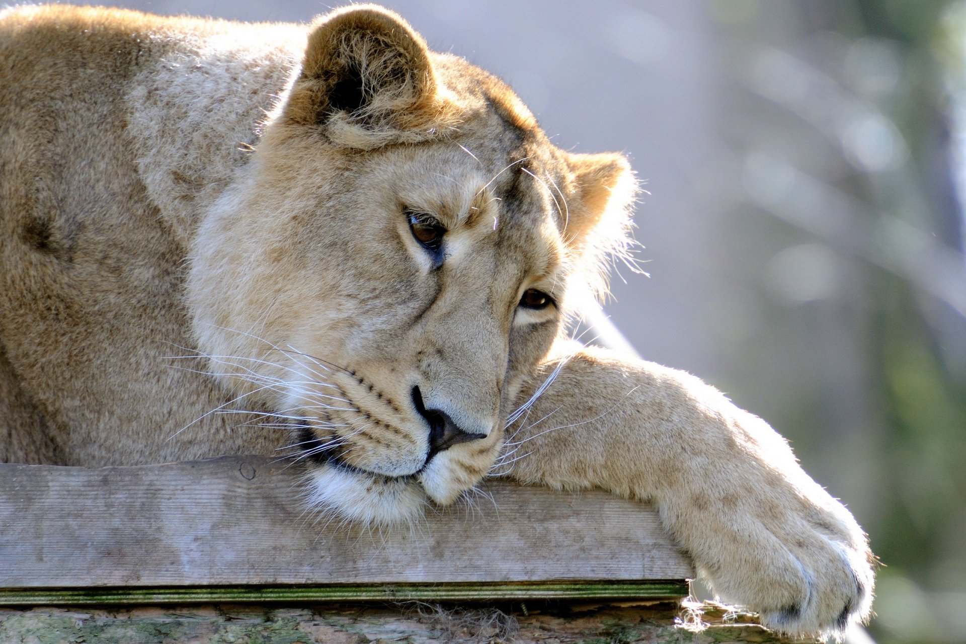 leo lioness is face sad