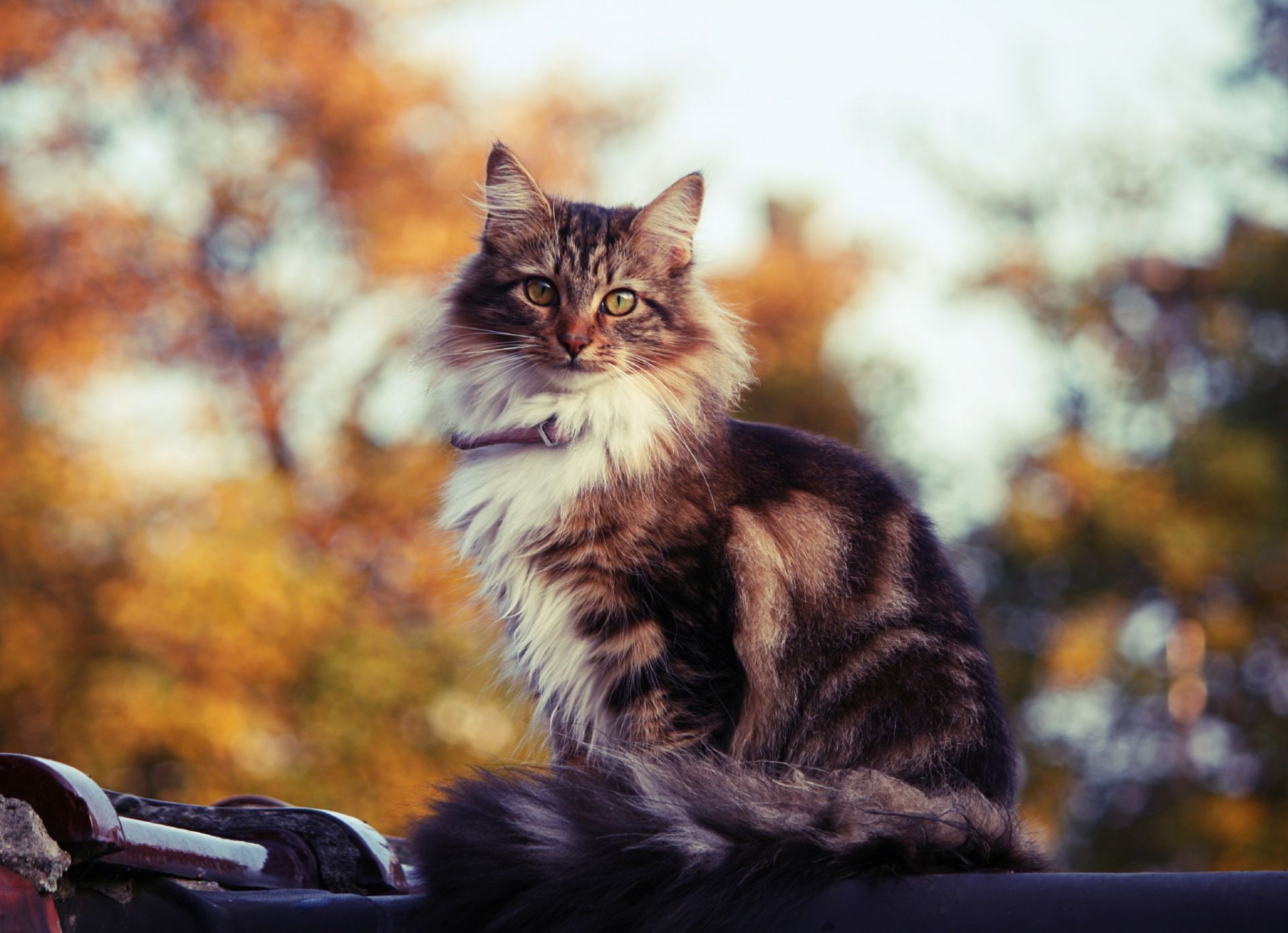 gato gato gato gato gatito gatito gatito gato gato apariencia fondo reflejos