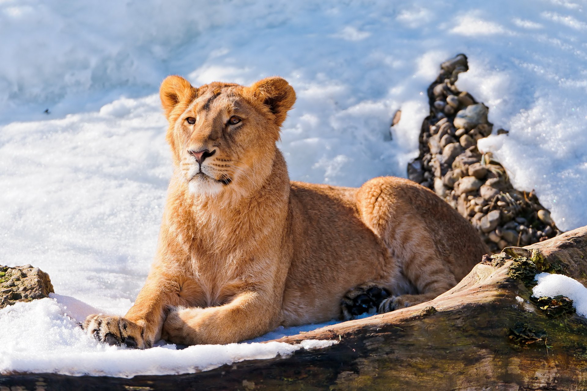 león joven miente mira en la nieve