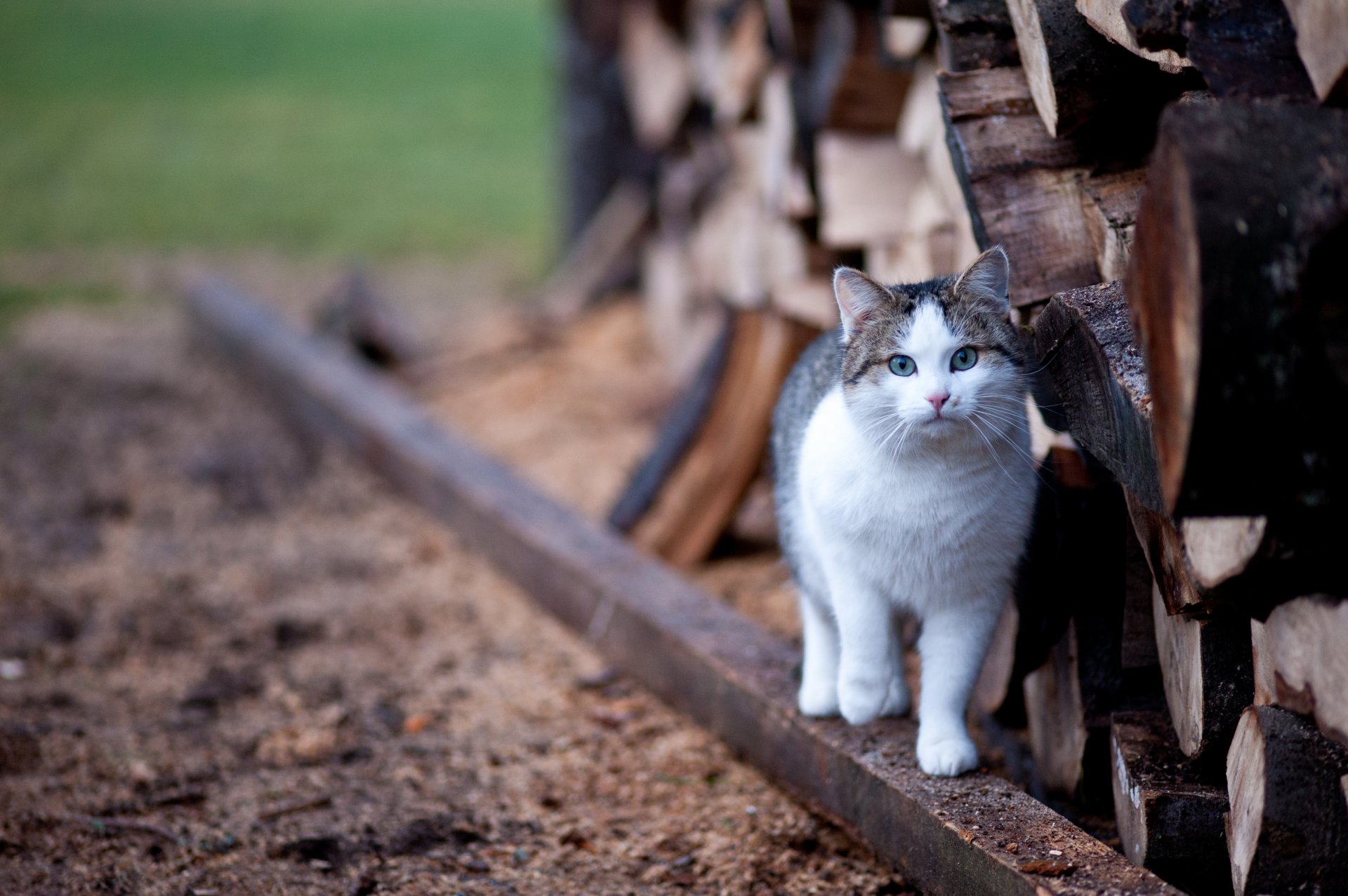 chat flou yeux