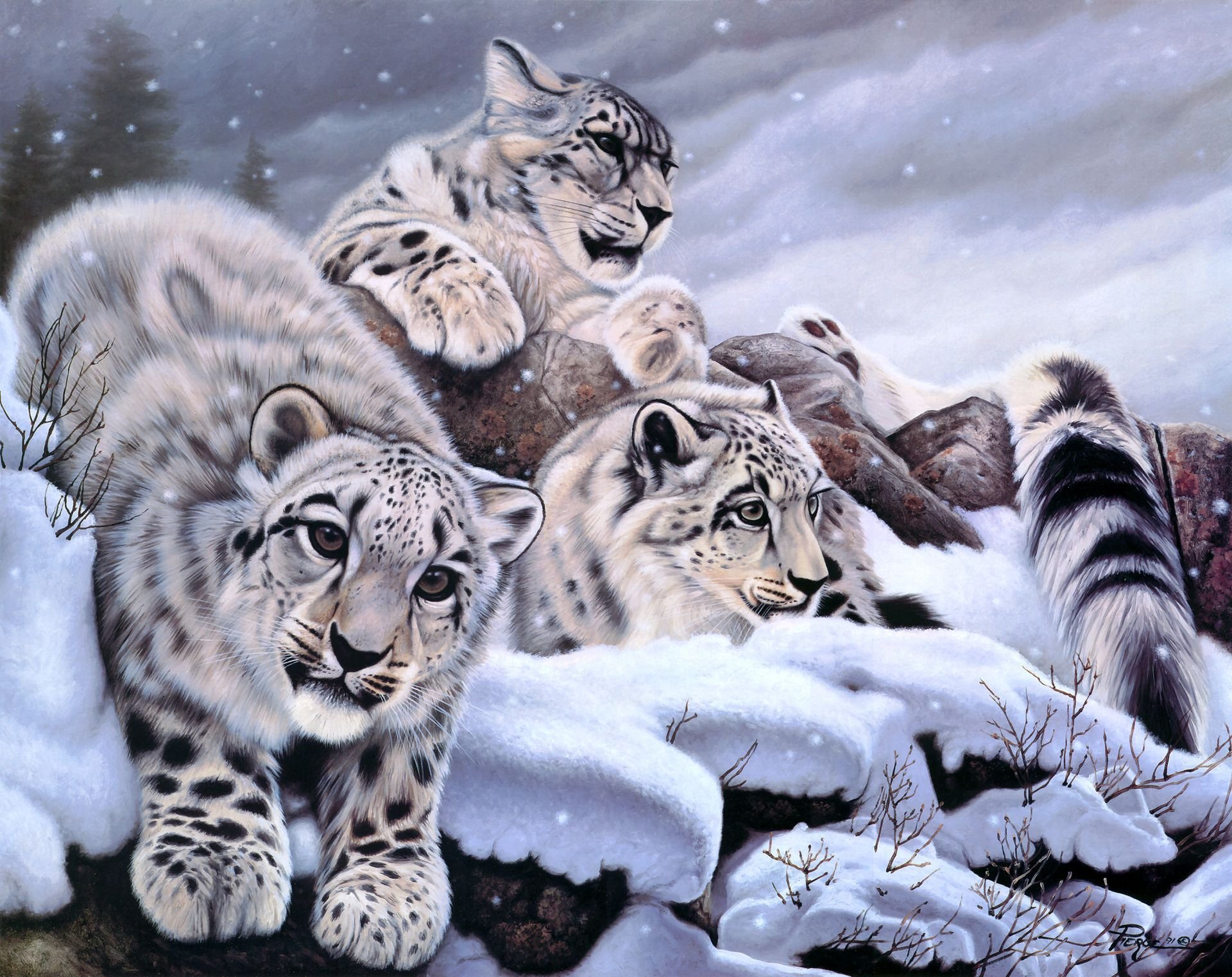 daniel renn pierce irbis leopardo de las nieves invierno nieve arte