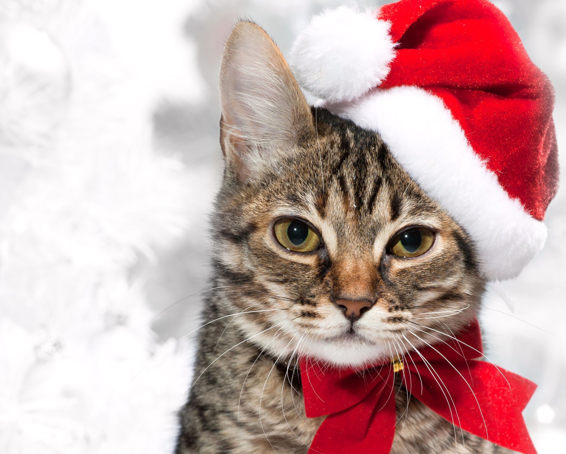 año nuevo vacaciones gato ahumado rojo arco gorra vacaciones bigote mirada