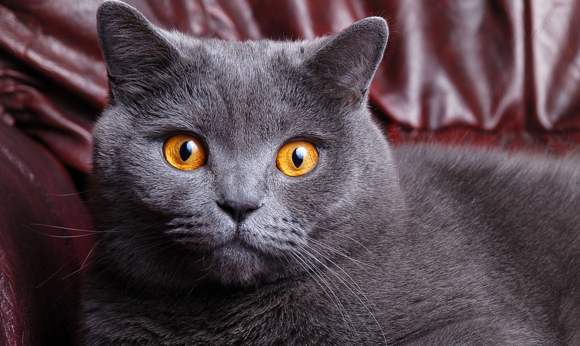 cat cat british shorthair british gray color muzzle eyes yellow