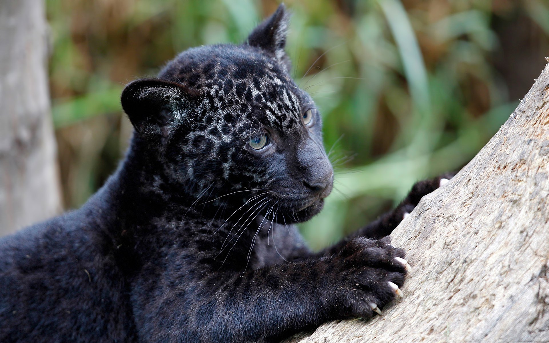 giaguaro pantera onca predatore cucciolo artigli