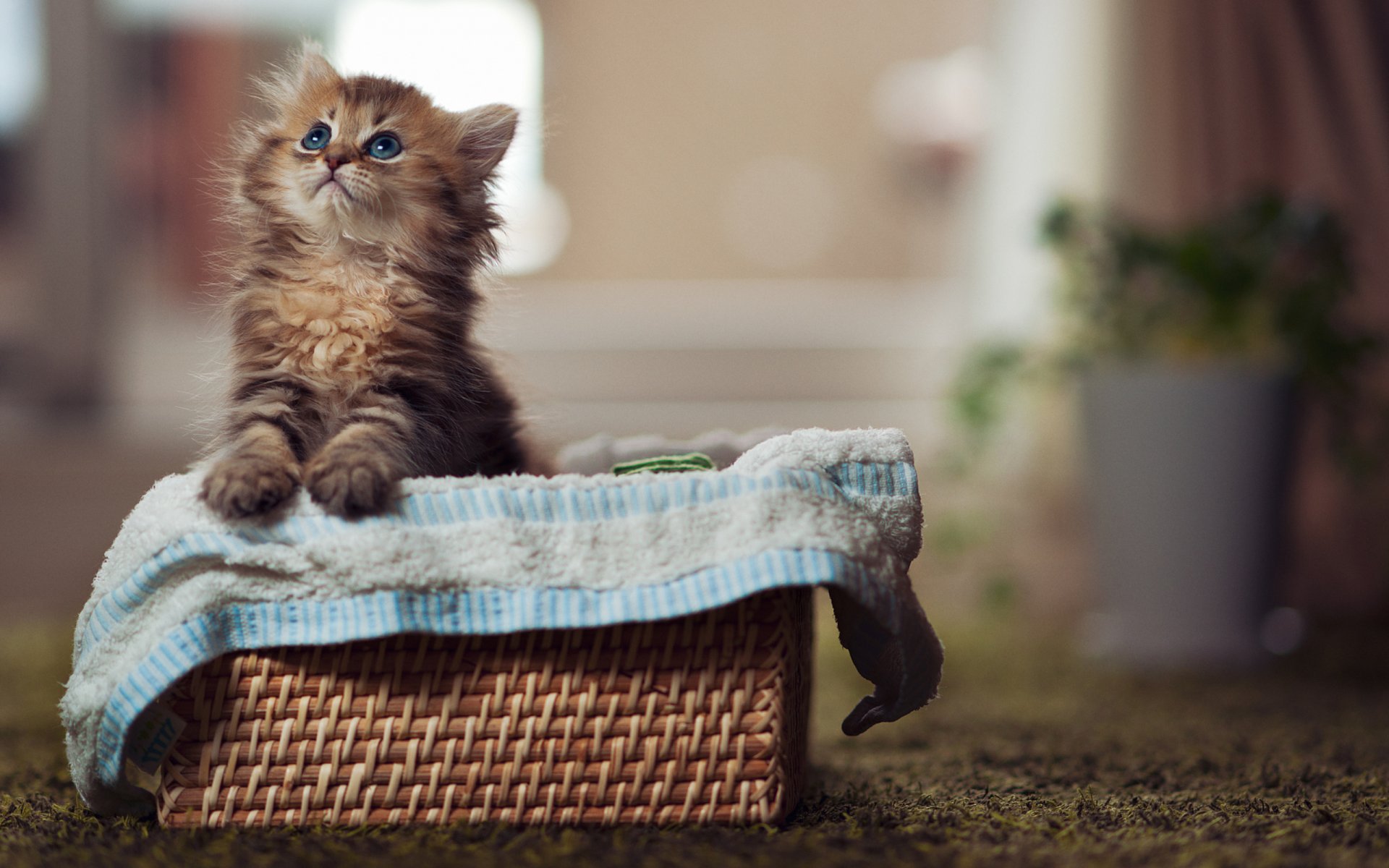 gato ojos gatito ojos azules patas gato