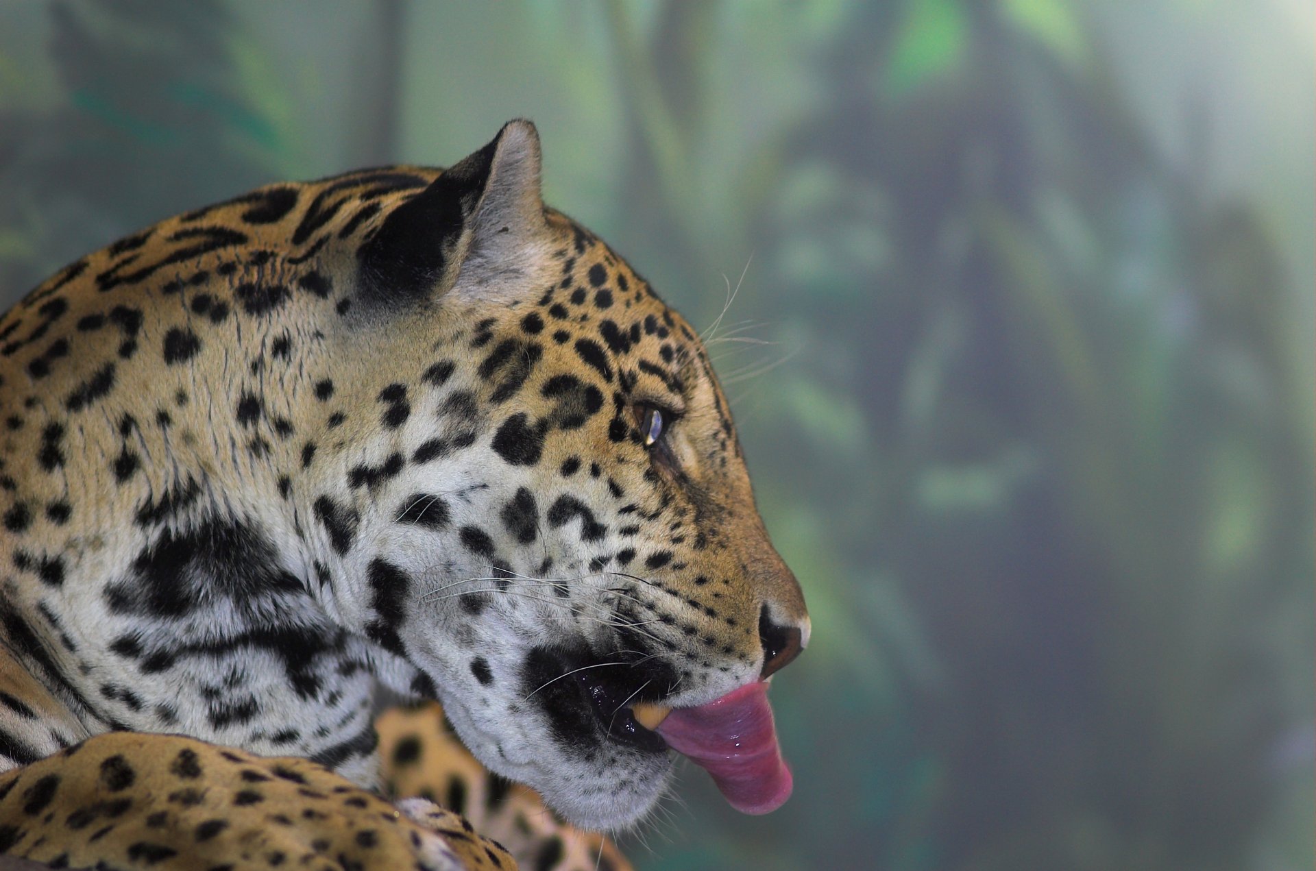 jaguar lengua cabeza