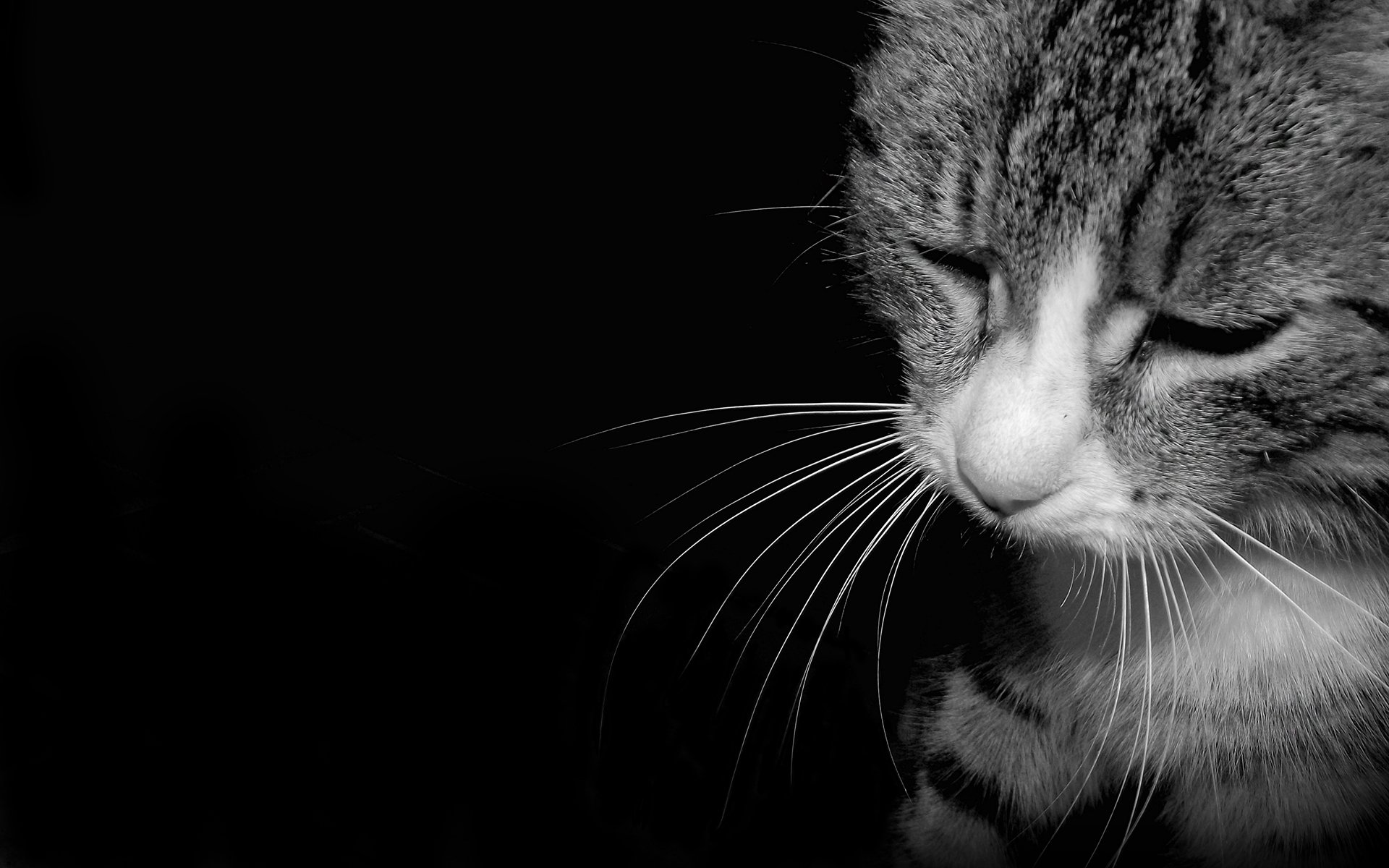 cat black white sadness sadness longing darkness mood