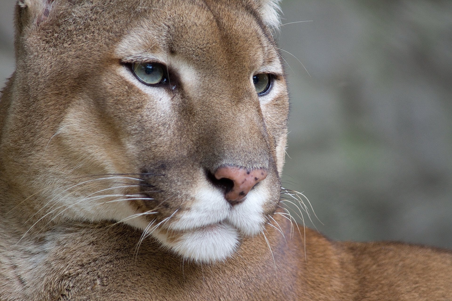 puma kuguar lew górski wąsy pysk wygląd tapety na pulpit