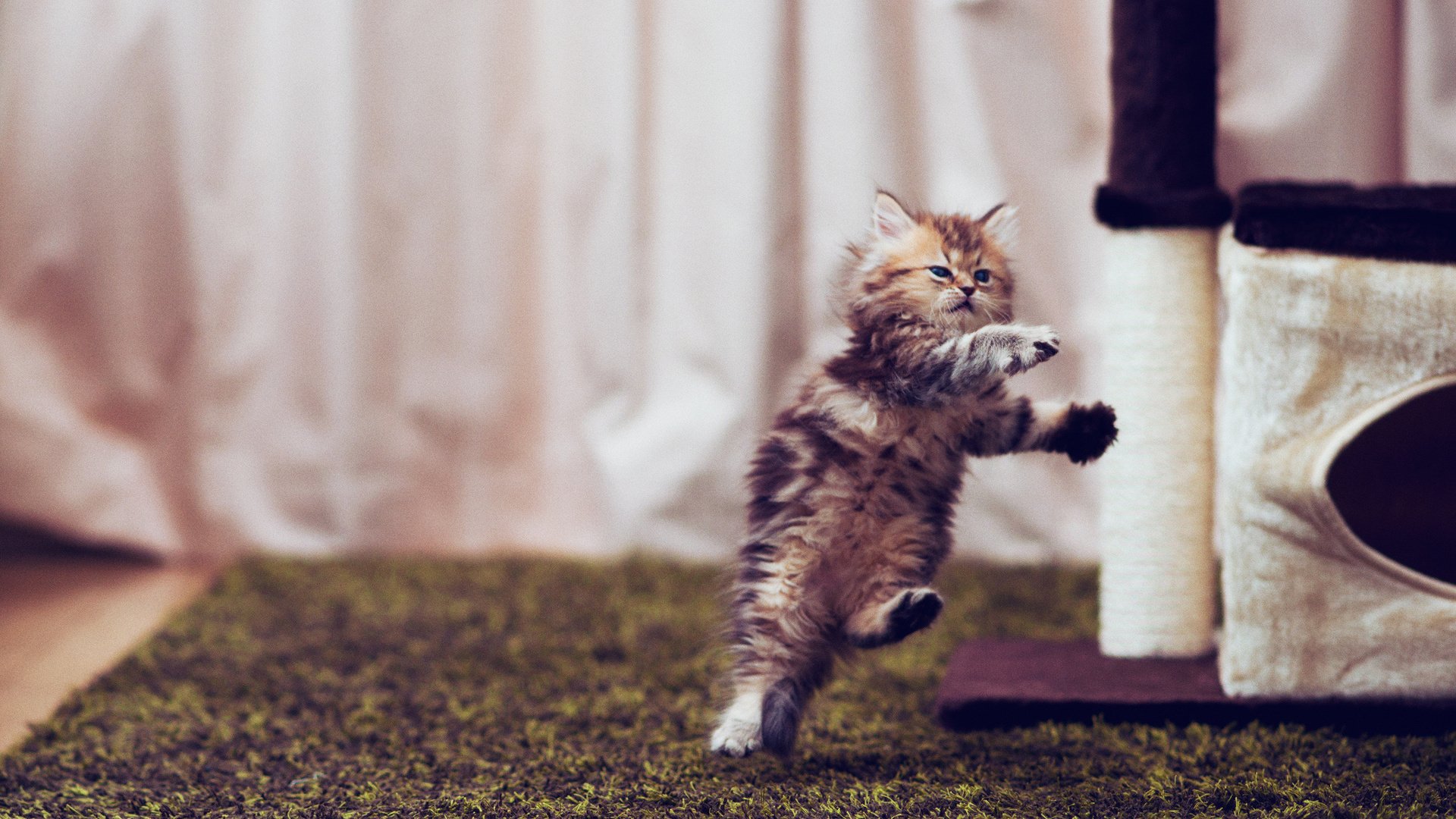 kitten jump daisy © ben torode