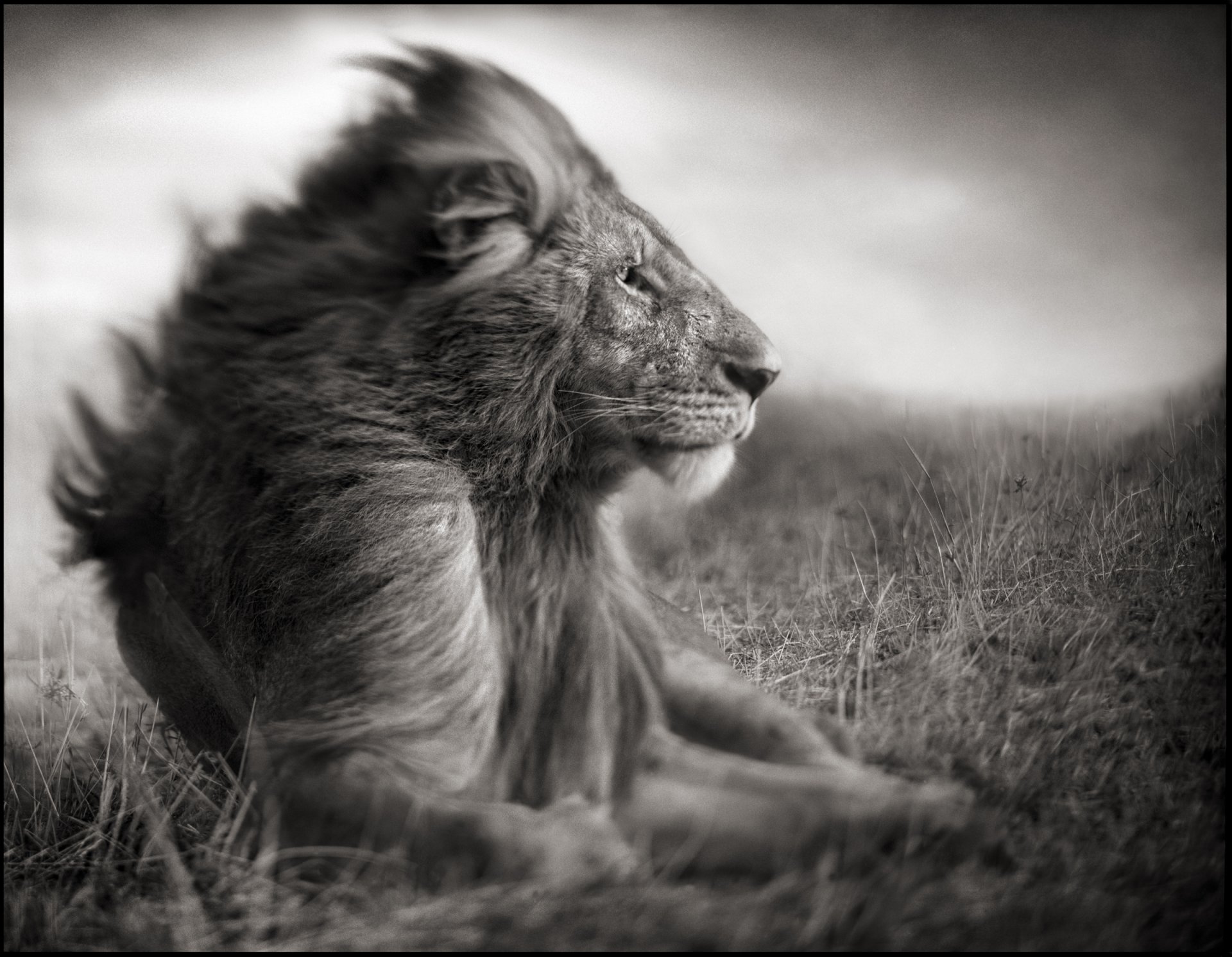 lion photo noir et blanc