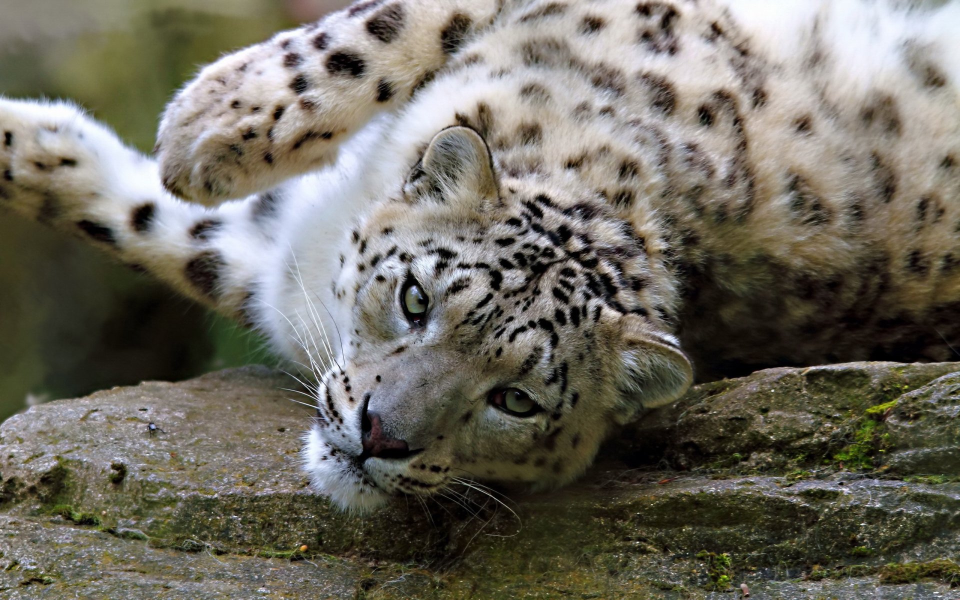 leopardo de las nieves irbis juego mentira hocico mirada piedra