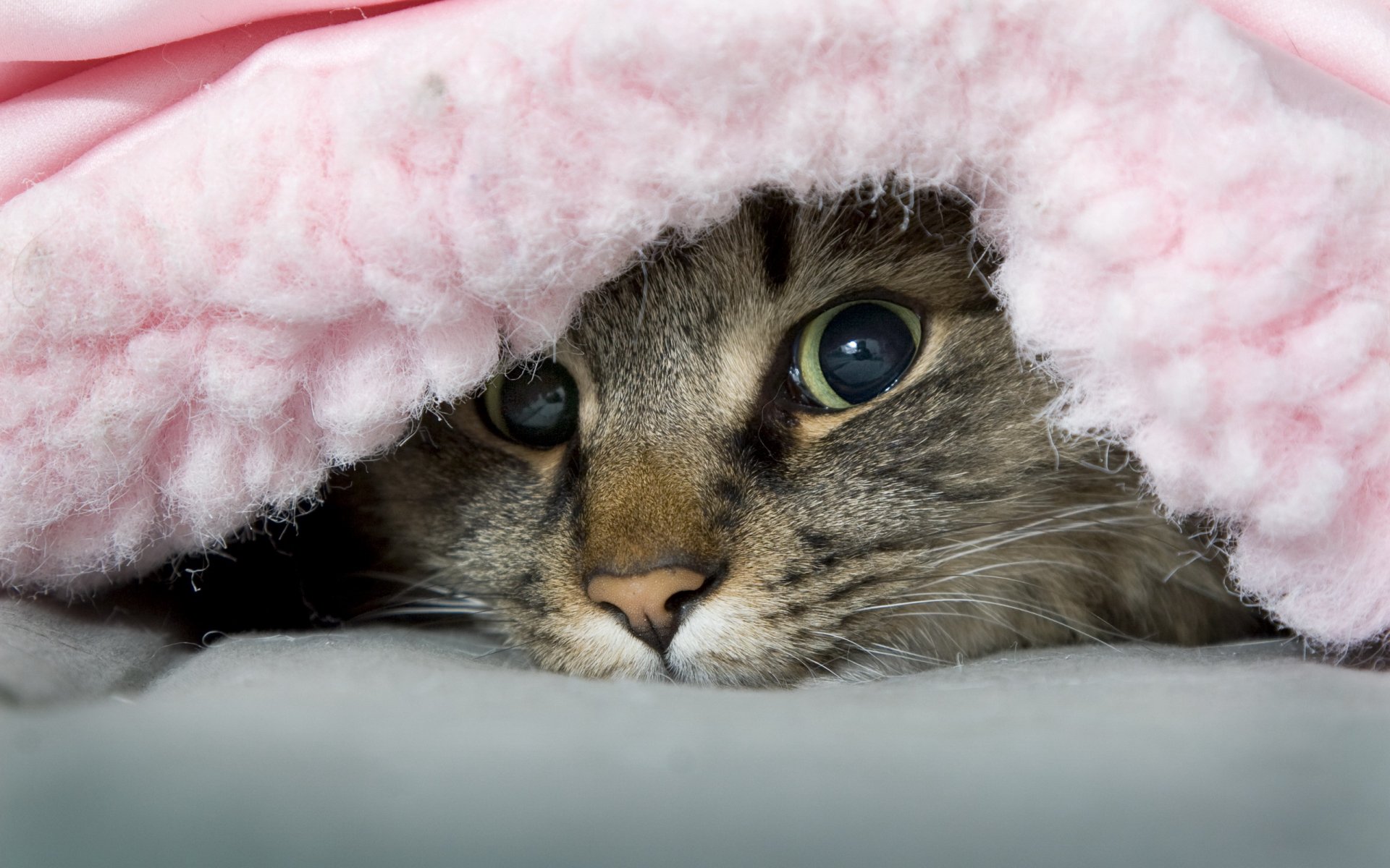 gato manta travieso