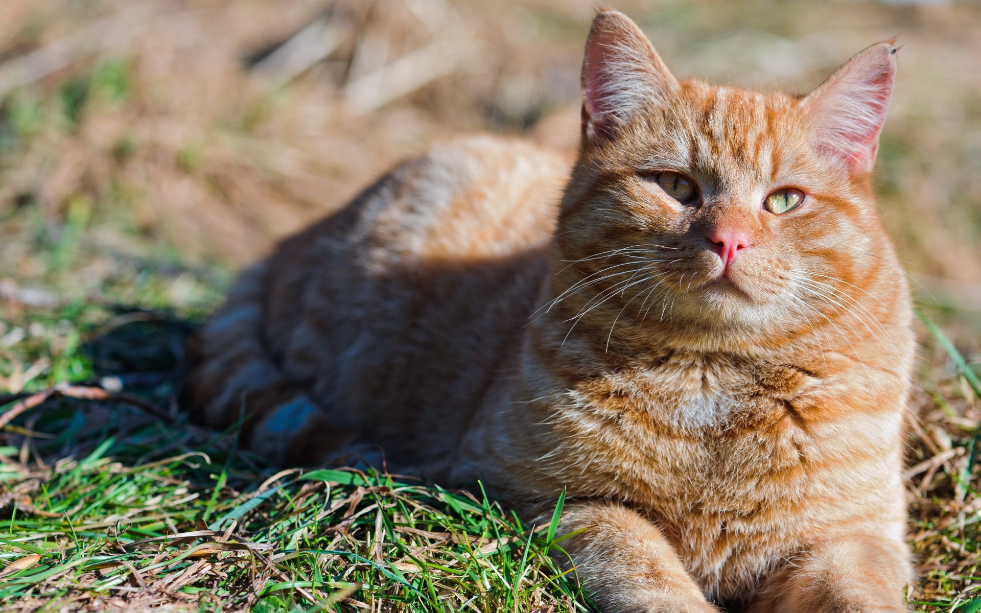 cat summer nature