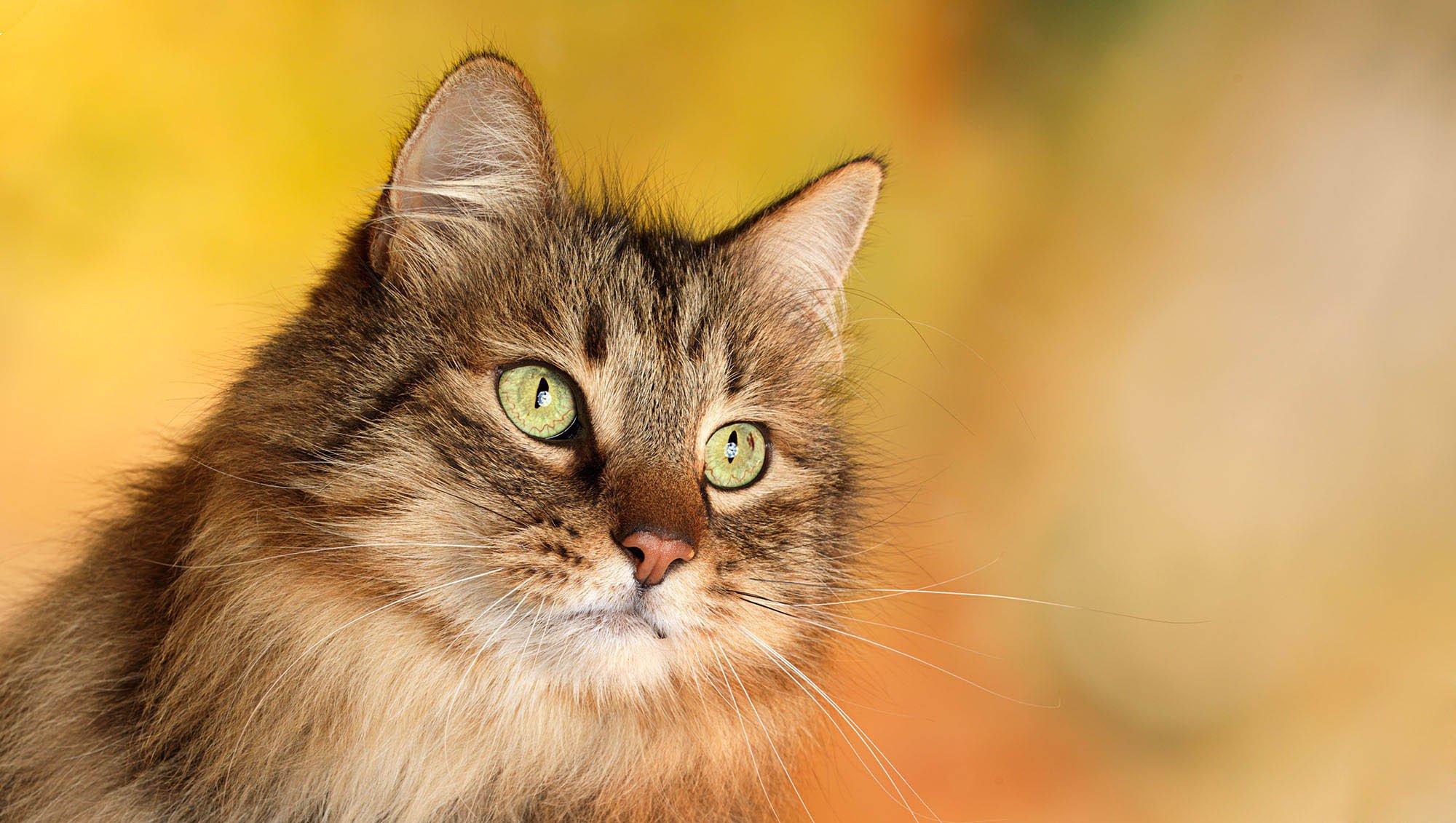 chat yeux moustache