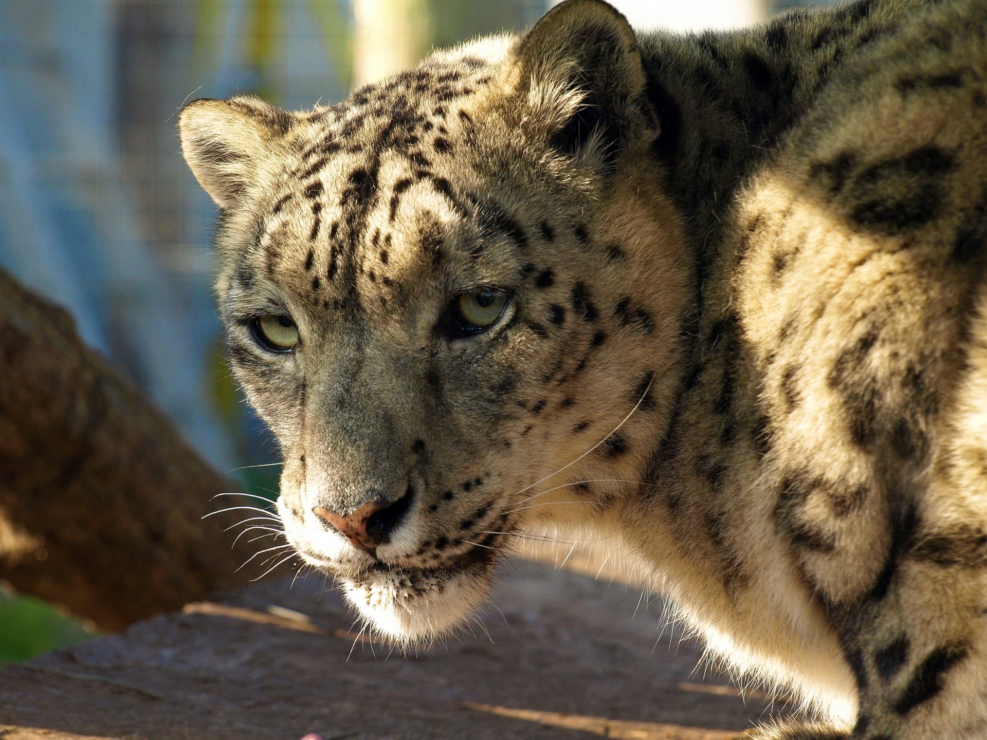 leopardo de las nieves irbis hocico de pie mirando de cerca