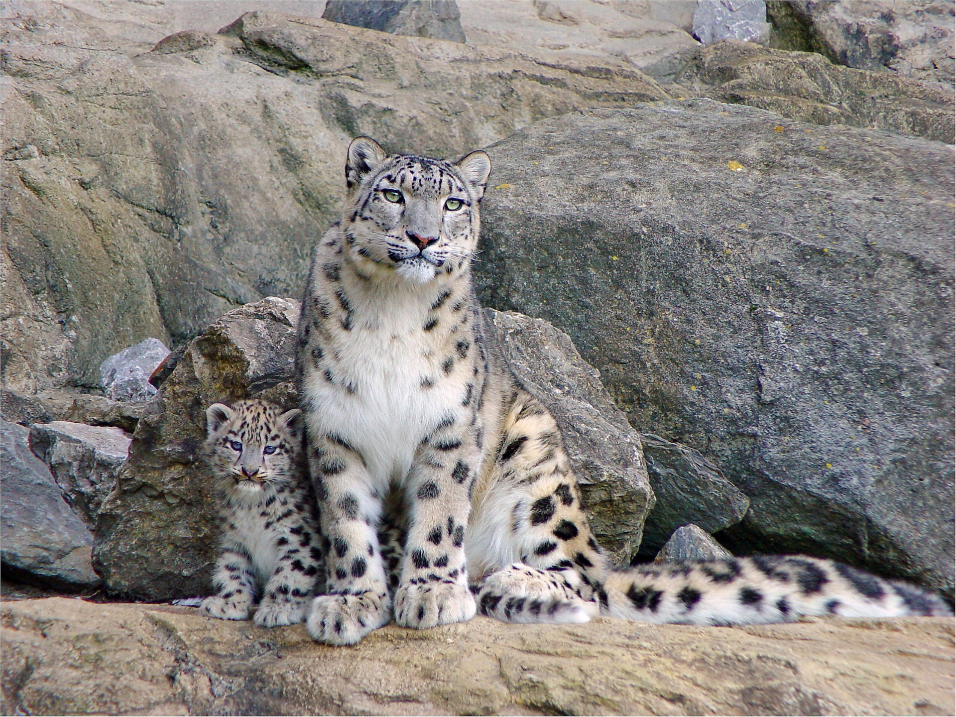 leopardo delle nevi irbis seduto guardando mamma roccia