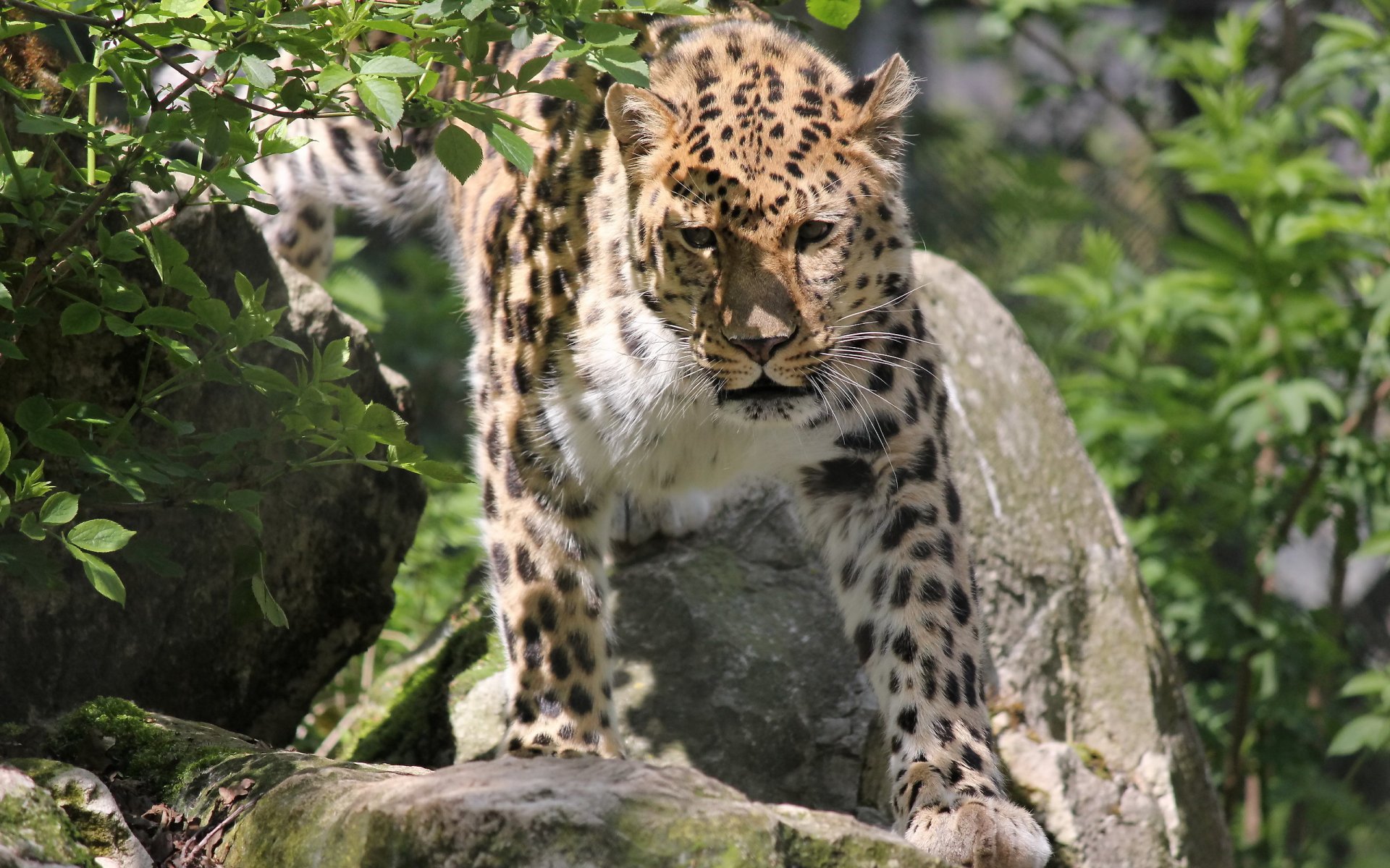 leopard far east panthera pardus orientalis face mustache bush stones spotted cat