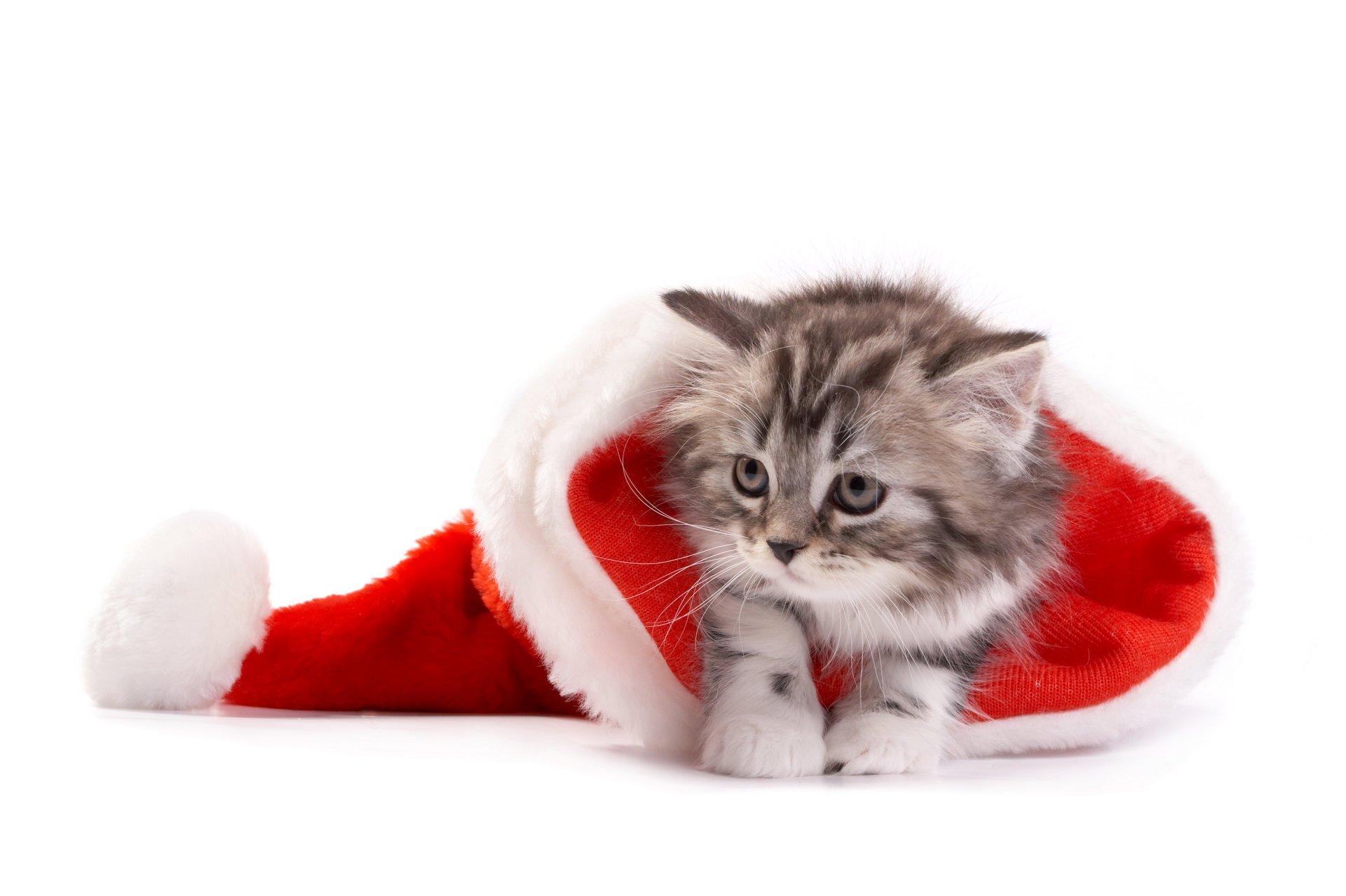 noël nouvel an chat chapeau de père noël chat chapeau de père noël