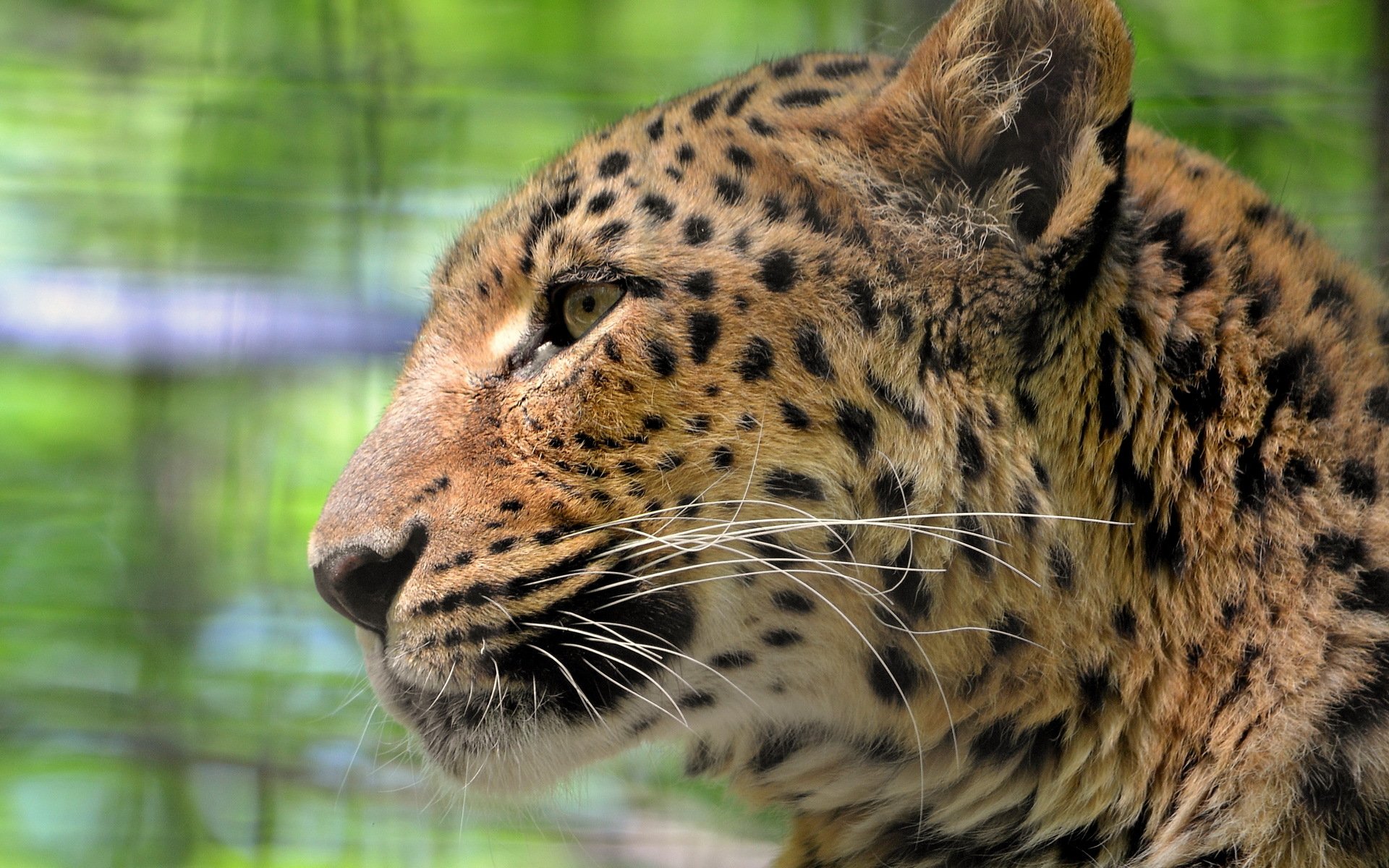 leopardo pantera pardus muso sguardo baffi triste grande gatto maculato