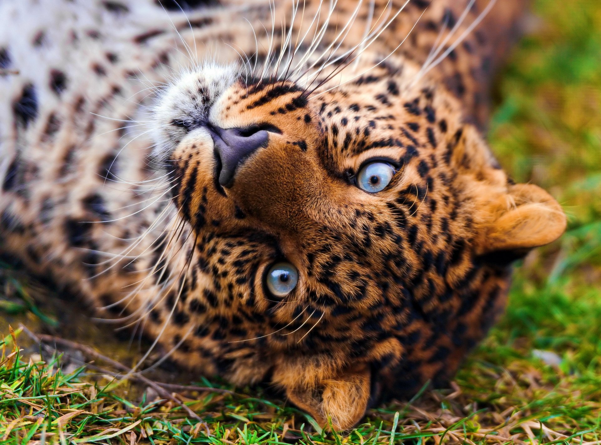 leopardo pantera pardus hocico miente mirando hermoso manchado fondo de pantalla