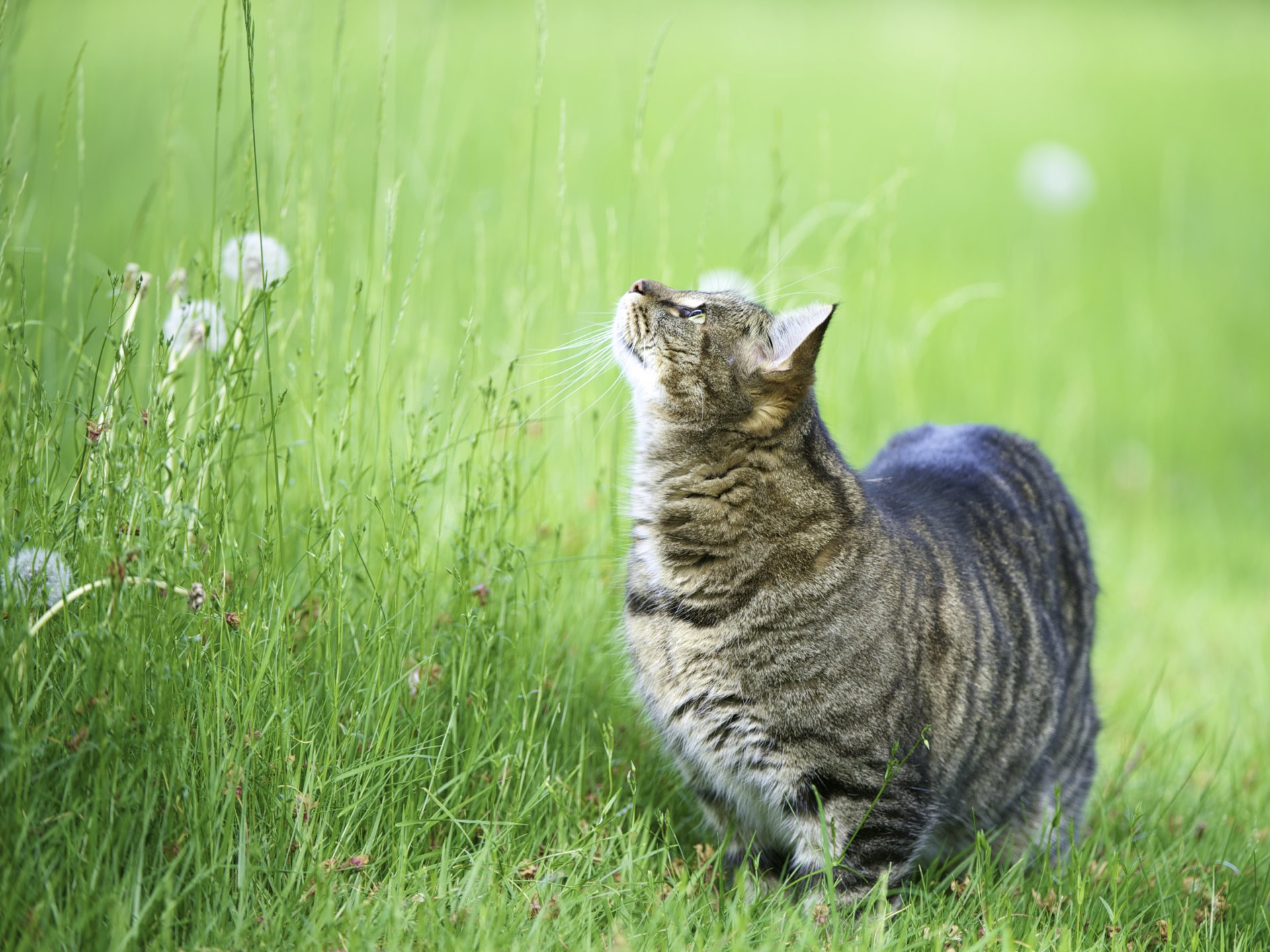 chat chat chat chat chat regarder vers le haut herbe