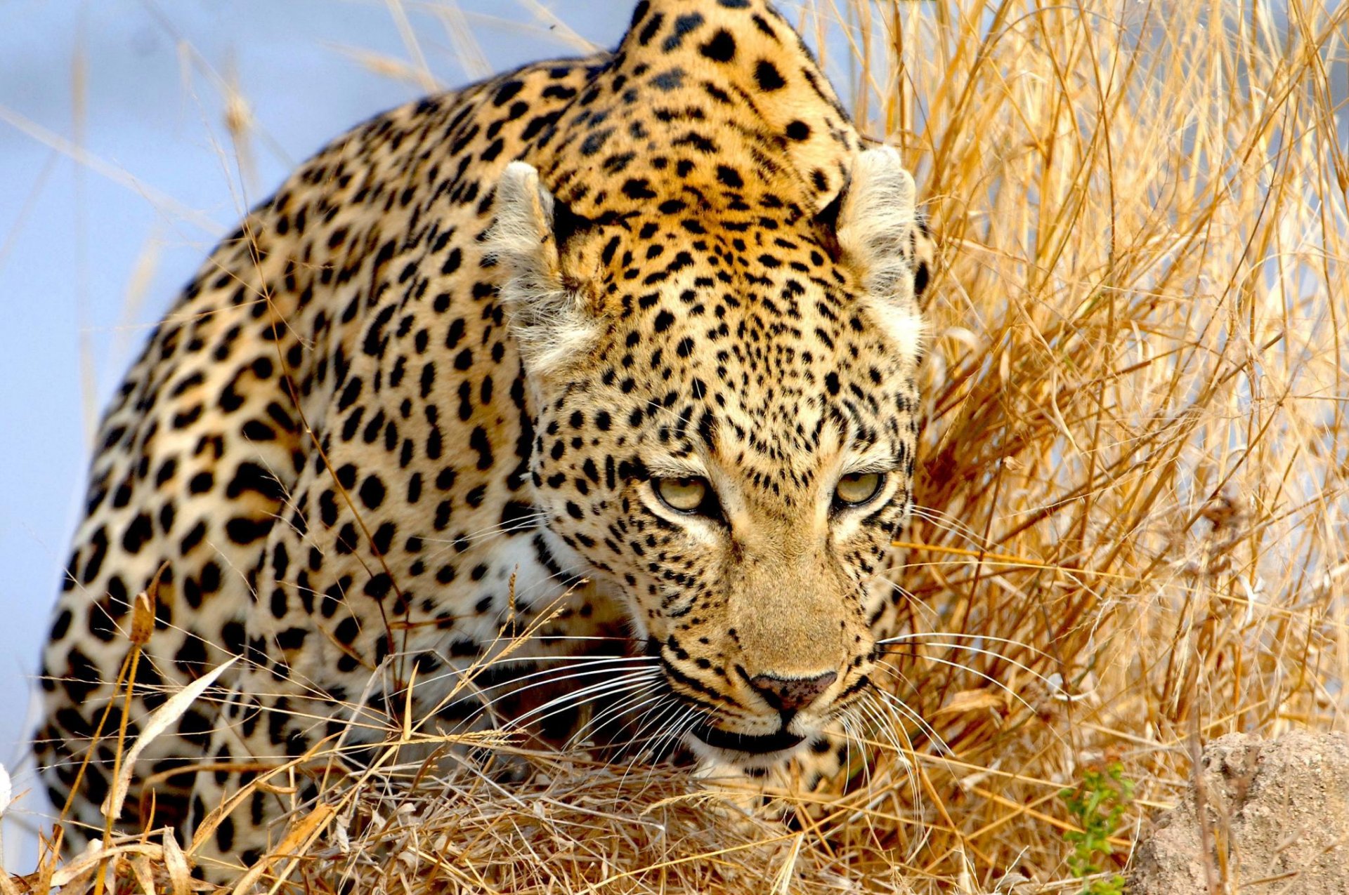 leopardo erba sguardo furtivamente