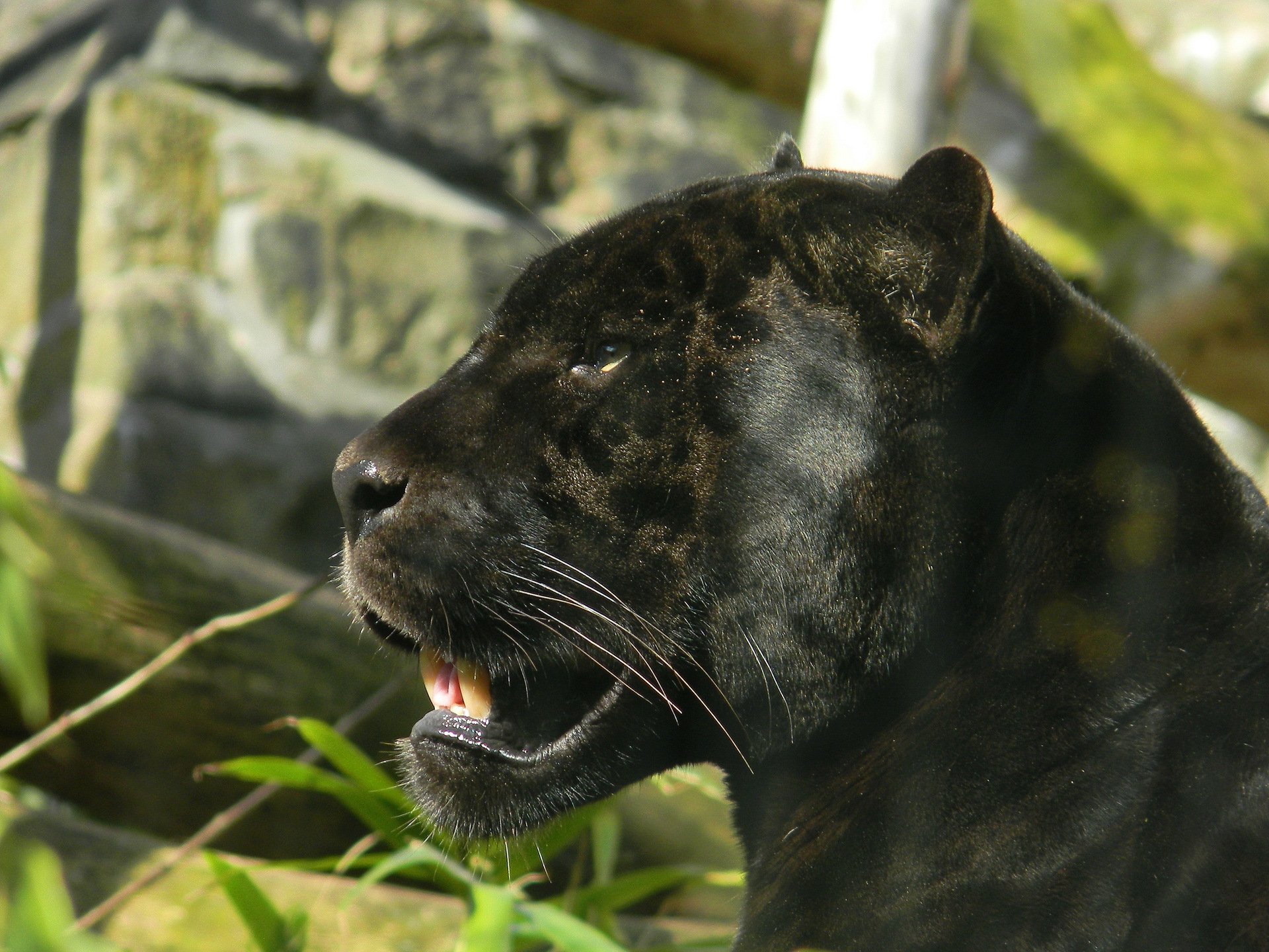 jaguar panther schnauze profil aussehen raubtier