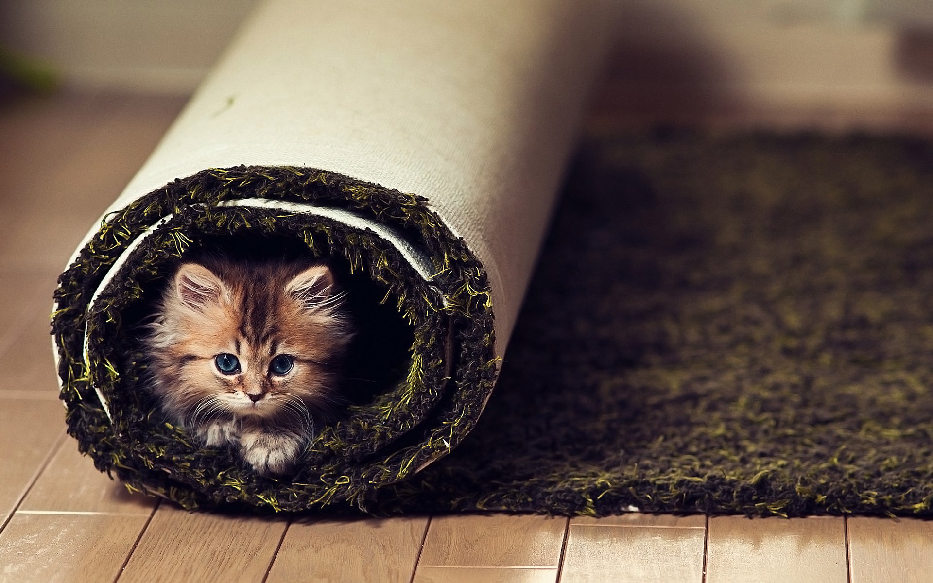 chaton tapis plancher regard