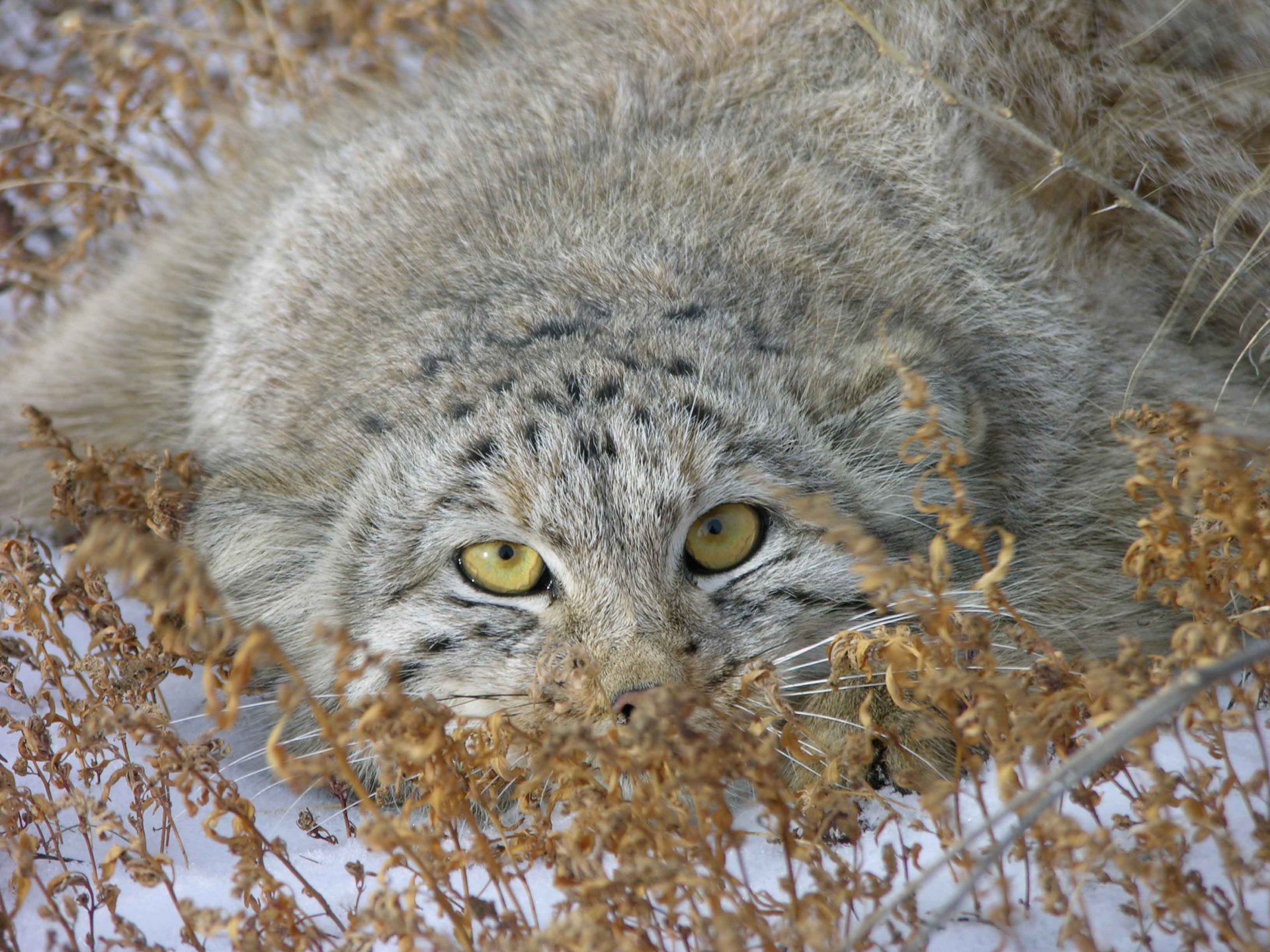 manul photo neige