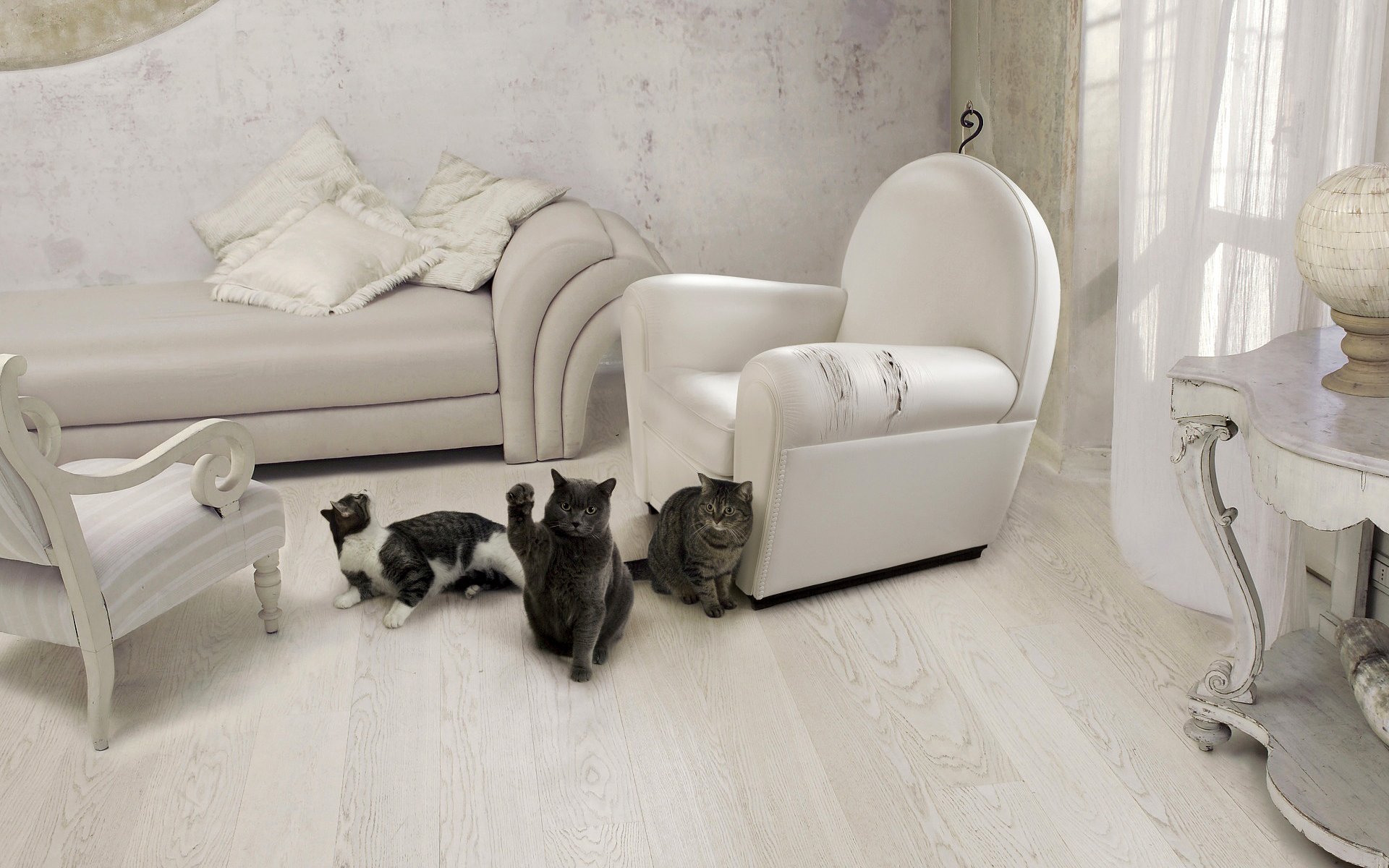 cat cat furniture