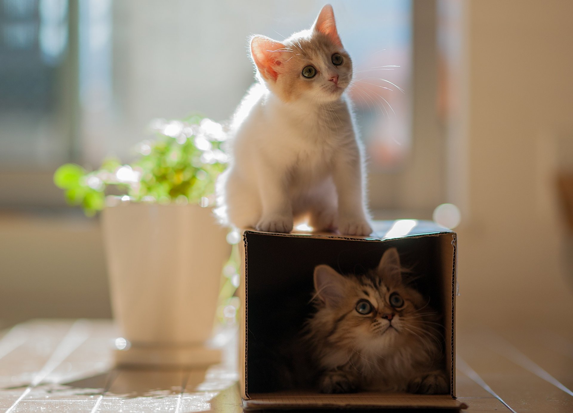 gattino gatti coppia due hannah margherita ben torod scatola fiore vaso gioco